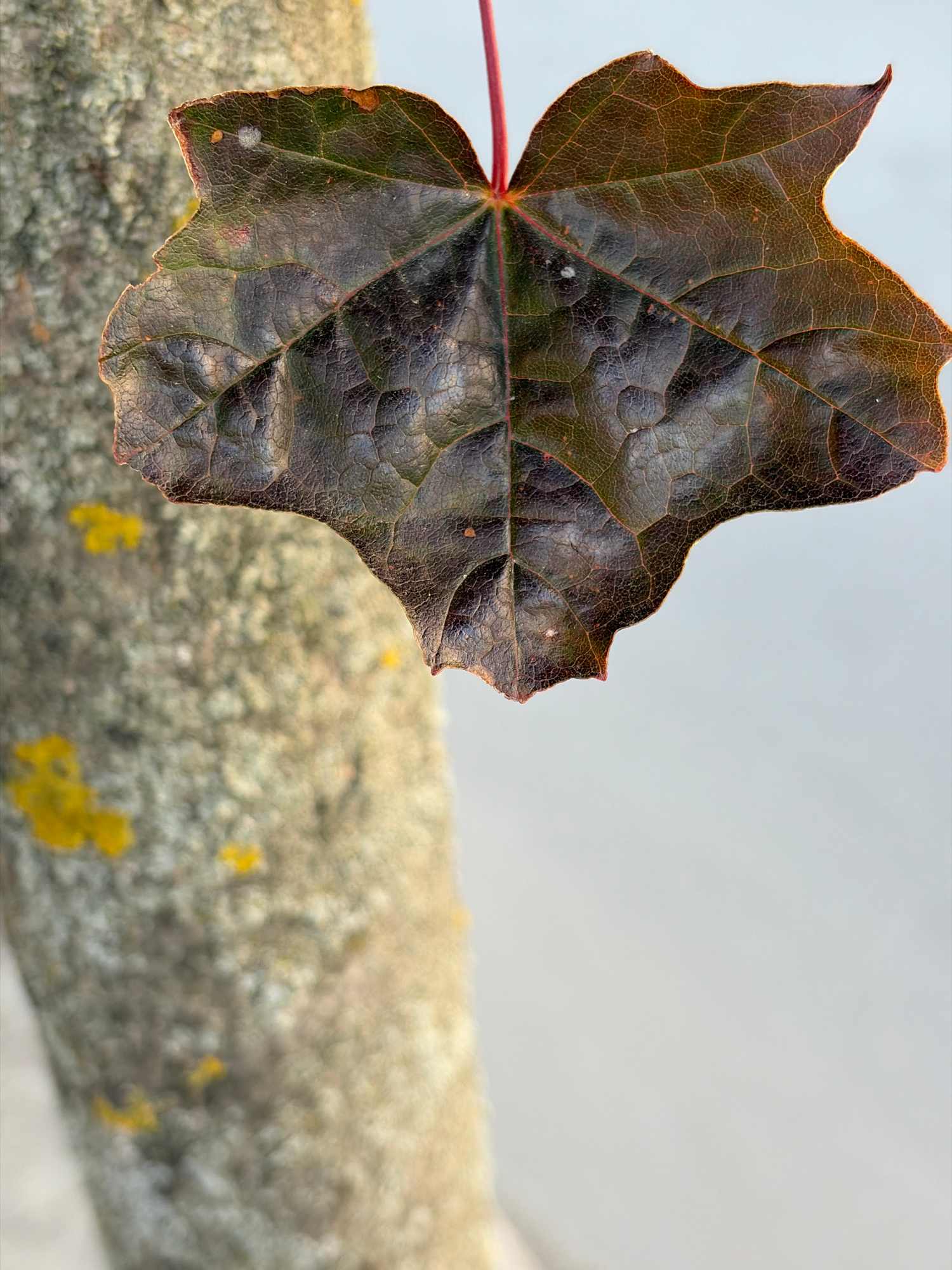 A close-up, vertical shot captures a dark, textured maple leaf hanging from a thin, red stem against a blurred background of a tree trunk and a light gray sky. The leaf's surface is intricately veined and appears slightly wrinkled, with hues of deep brown and hints of green and red at the edges. The tree trunk, positioned on the left side of the frame, is rough and mottled, with patches of bright yellow lichen. The light gray background suggests an outdoor setting, possibly on a cloudy day or in the shade. The overall impression is one of natural detail and texture, with a shallow depth of field that emphasizes the leaf.