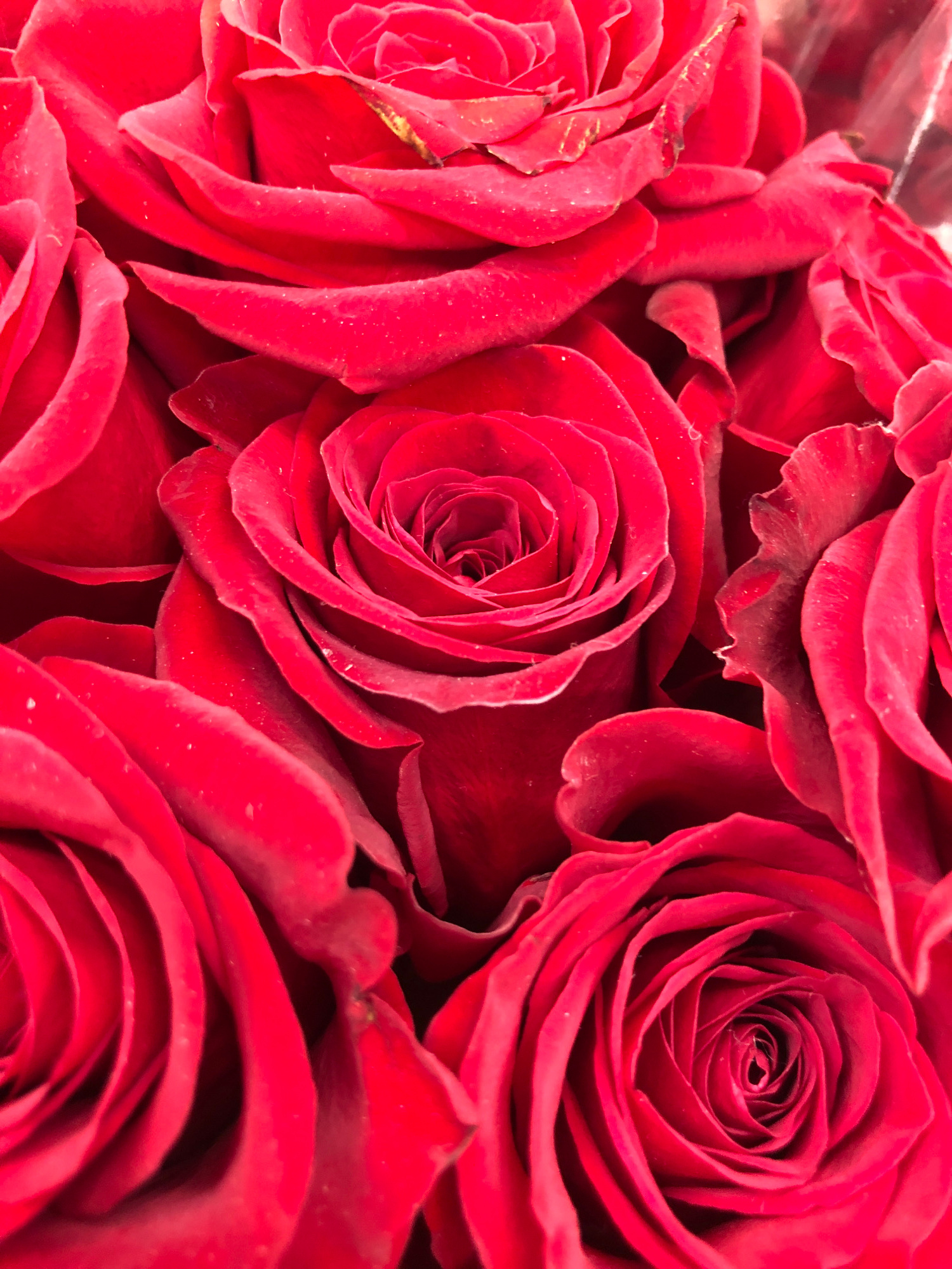 This is a close-up, high-angle, eye-level, slightly high-key, slightly unsaturated, eye-level, indoor, natural light photograph of a bouquet of red roses. The roses are densely packed and fill the frame. The petals are velvety and some have slight variations in shade. There are some faint water droplets visible on the petals. The image focuses on the textures and shapes of the roses, with some out-of-focus areas in the background, hinting at a possible cellophane wrapping. The lighting is soft, highlighting the rich red color of the flowers. There are no people, actions, or interactions visible in the image. The scene is entirely focused on the floral arrangement. There is no discernible information within the image to determine a specific location in Barrie, Canada.