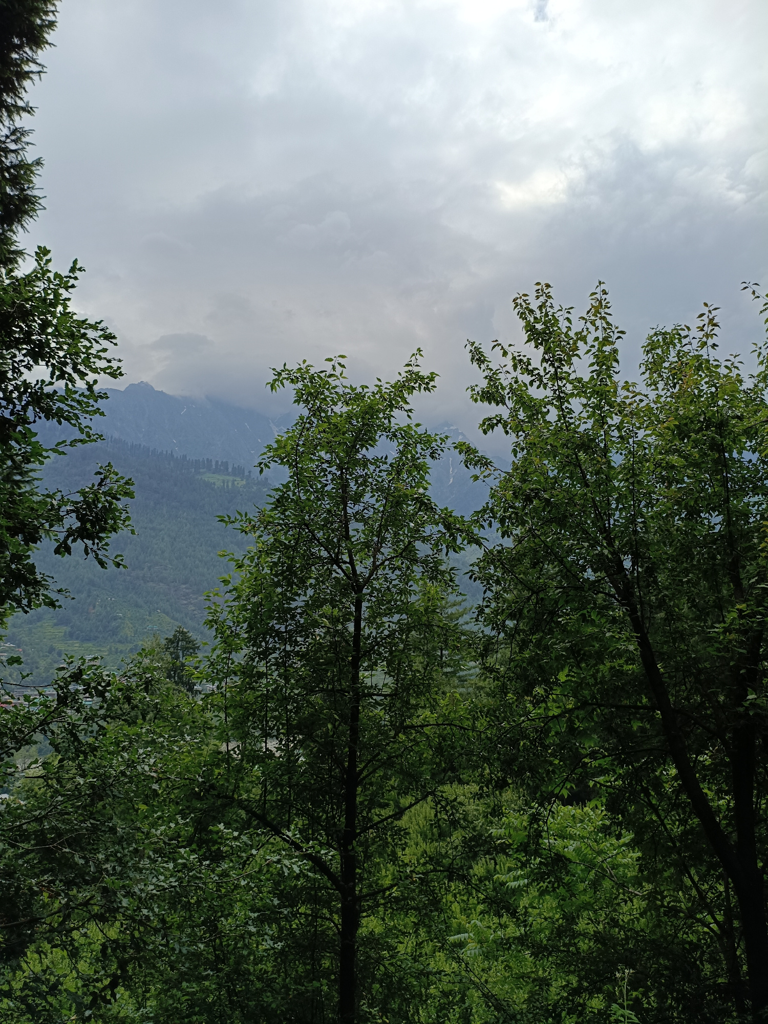 The image depicts a view from a dense forest looking towards a mountain range. The foreground is dominated by the lush green foliage of trees, obscuring much of the lower part of the scene. In the midground, the slopes of a mountain are visible, covered in a mixture of trees and terraced fields. The upper part of the mountain range is shrouded in clouds. The sky is overcast, with grey clouds dominating the upper frame. The image appears to be a scenic view from the vicinity of Bahang, India, a location known for its natural beauty and proximity to mountainous terrain. No people or specific actions are depicted in the image.