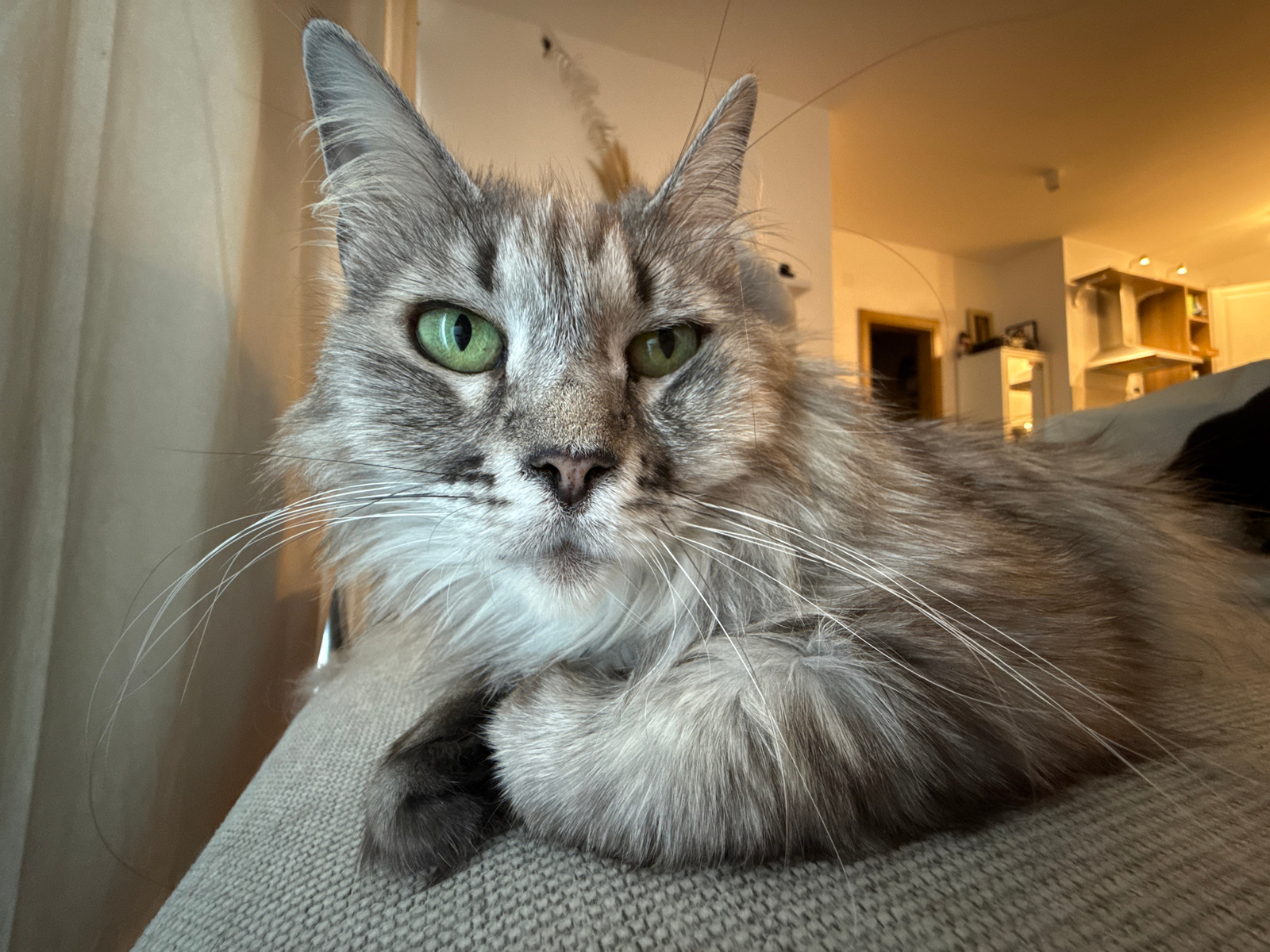 A close-up, low-angle shot captures a fluffy, grey tabby cat with striking green eyes resting on a textured, light-colored fabric surface, likely a sofa or chair. The cat is positioned in the foreground, its face filling most of the frame, with its body extending to the right. The background is softly blurred, revealing an indoor environment with warm lighting. Hints of furniture, a doorway, and cabinetry are visible, suggesting a domestic setting such as a kitchen or living area within a home. The scene is static, with the cat appearing relaxed and attentive. The image quality is sharp, highlighting the cat's fur texture and the details of its face.