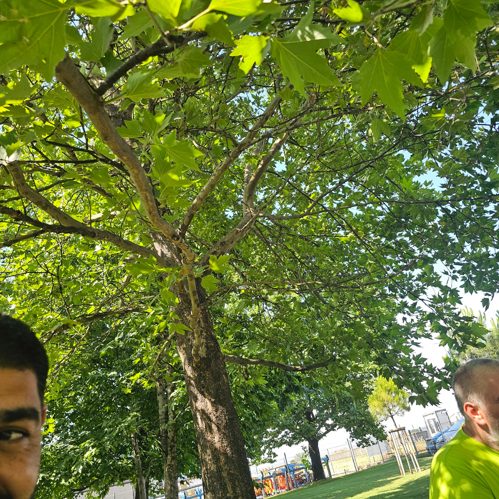 This media file captures a low-angle shot looking upwards through the branches and vibrant green leaves of a large tree. The sun is shining, creating dappled light and shadows on the leaves and the tree trunk. In the upper right corner of the frame, the head and shoulder of a person wearing a bright green t-shirt are visible, looking upwards. Further in the background, glimpses of a playground with blue structures and netting, a grassy area, and a fence can be seen, suggesting an outdoor recreational setting. The bottom of the frame shows a close-up of another person's face, looking upwards as well, with their eyes open and focused. The overall impression is one of enjoying a sunny day outdoors, possibly in a park or yard, with the focus on the natural beauty of the tree and the shared experience of looking up at it. The scene is likely taking place during daylight hours on a clear day. No visible text is present in the image.