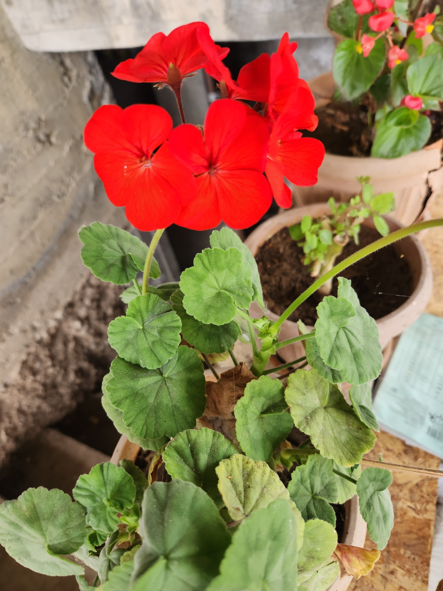 A close-up, slightly elevated shot captures a potted red geranium with vibrant, five-petaled flowers. The leaves are a deep green, with some showing signs of age and yellowing at the edges. The plant is in a terra cotta pot, surrounded by other potted plants, one of which has small red flowers. The background is blurred, showing a rough, textured surface that might be a wall or a rough concrete structure. The scene is outdoors, possibly in a garden or patio area, consistent with a residential setting in Samarkandyk, Kyrgyzstan. There are no people visible in the frame, and no specific actions are being performed. The lighting suggests daytime.