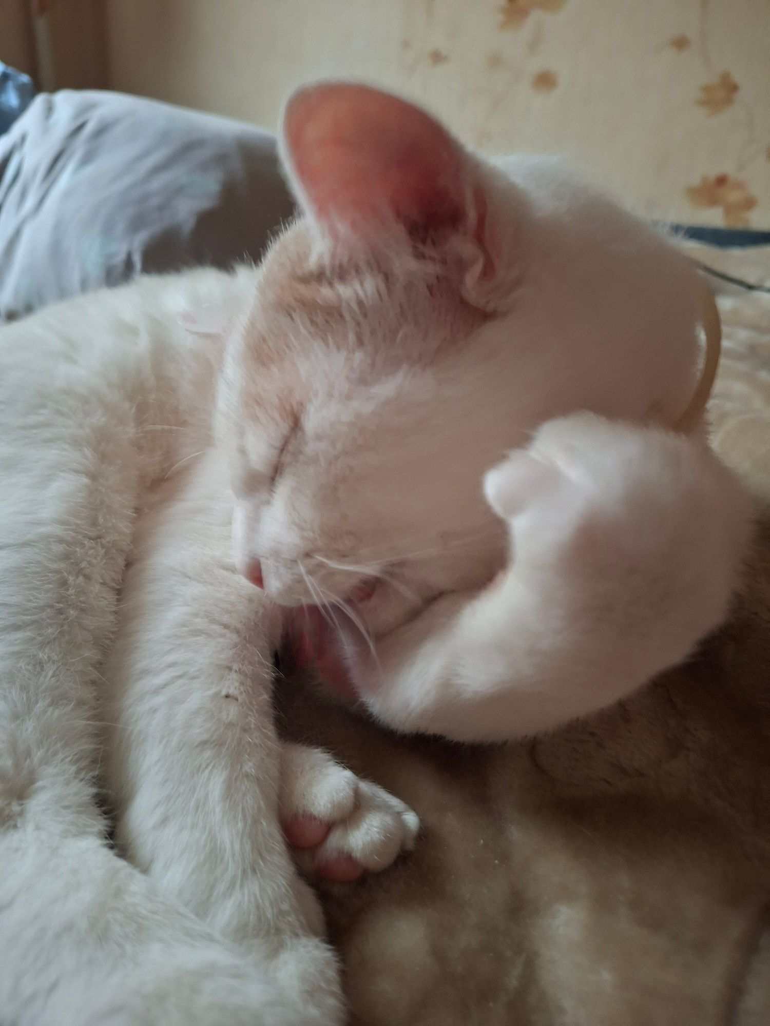 A white and ginger cat is lying down on a brown and beige patterned surface, likely a blanket or bed. The cat is curled up, with its head tucked into its body and its paws covering its face. It appears to be grooming itself, with its tongue visible. The background consists of a blurred blue pillow and a wall with a floral pattern. There is no indication of the location being in Mykolaiv, Ukraine.