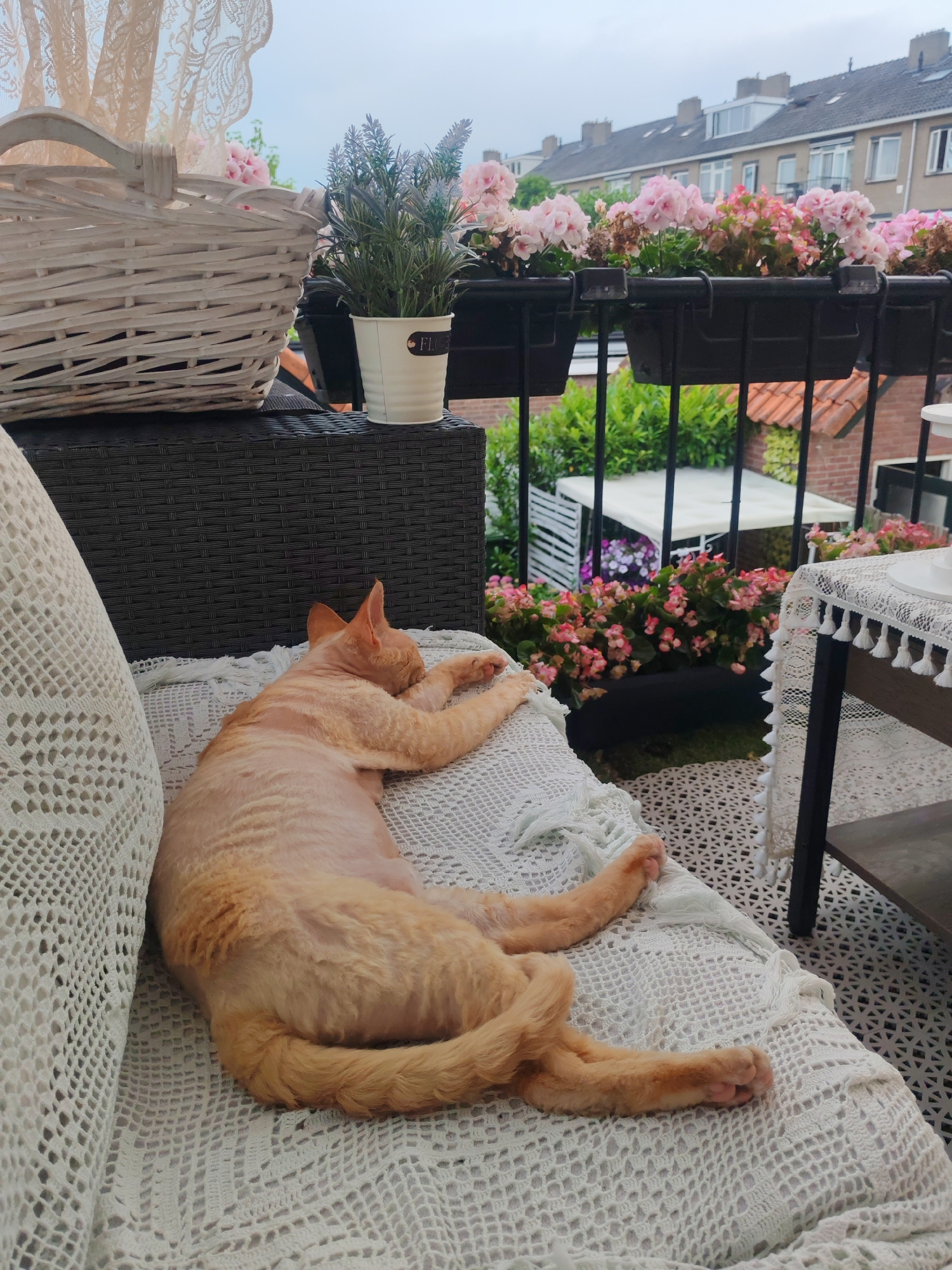 The image shows a ginger-colored Devon Rex cat sleeping on a white, lacy blanket on a balcony. The cat is positioned on its back, with its paws tucked in. In the background, there are potted plants with pink flowers and a row of houses, suggesting an urban setting. The balcony has a patterned floor and a railing. The overall impression is one of peaceful relaxation on a warm day. The image likely depicts a private balcony in the city of Hilversum, Netherlands, given the architectural style of the houses and the typical balcony decorations found in the region.