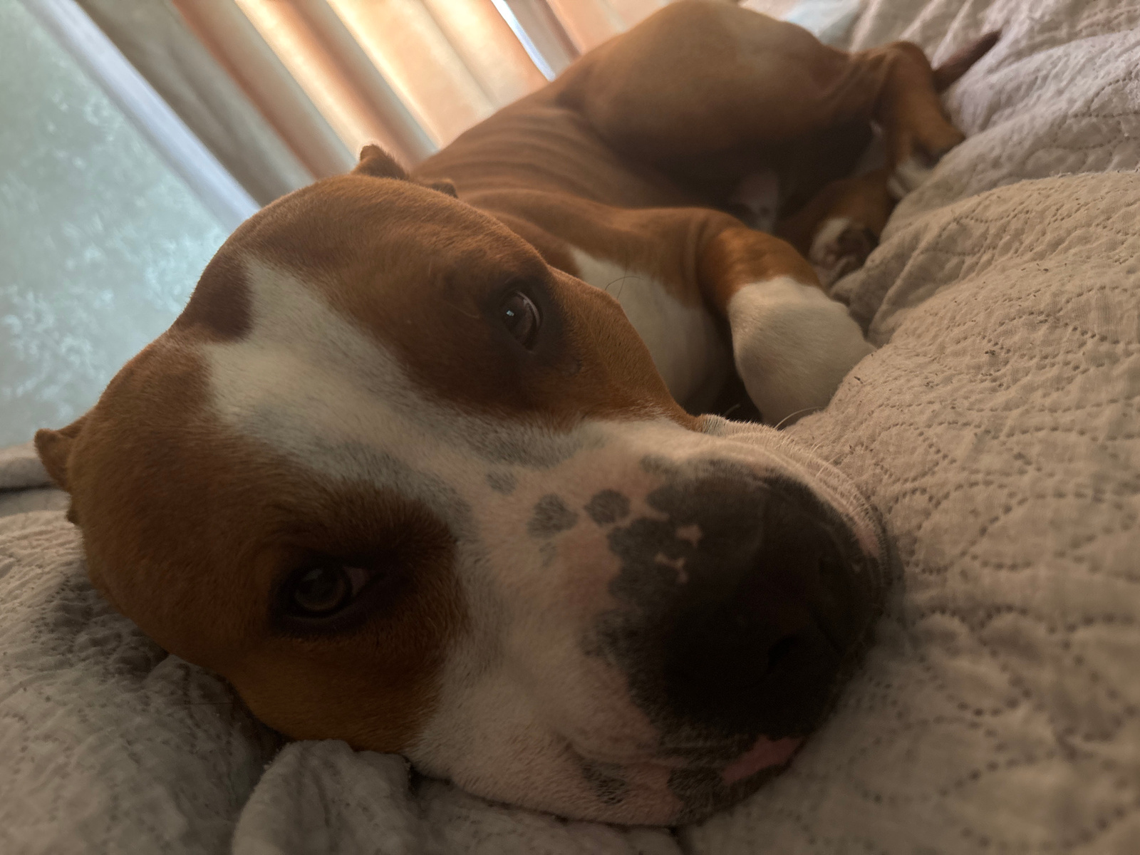 A brown and white dog is resting on a light-colored, textured blanket. The dog's head is in the foreground, with its eye visible and looking towards the camera. Its body extends into the background, where it appears to be lying down. The background shows a blurry curtain or blinds with natural light filtering through. The overall scene suggests a relaxed or sleepy atmosphere. The image does not contain any elements that would indicate a specific location in Krāslava, Latvia.