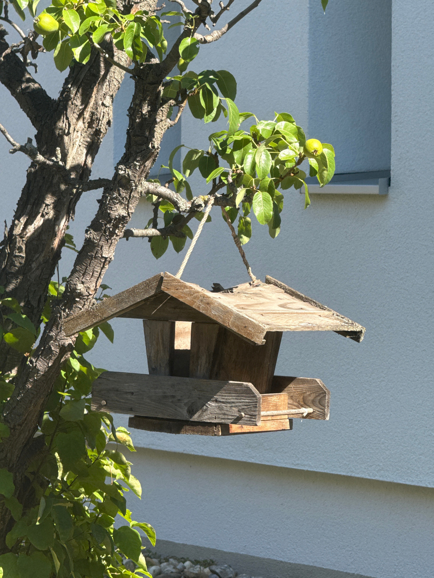 The image shows a rustic wooden bird feeder hanging from a branch of a tree that has some green leaves and small green fruits. The bird feeder is a simple structure with a pitched roof and a tray. In the background, there is a textured light blue wall of a building with a horizontal white band. A small part of a window frame is visible on the upper right. The lighting suggests it is daytime with sunlight casting shadows. The scene appears to be in a garden or yard. The specific location in Vienna, Austria cannot be determined from the image alone.