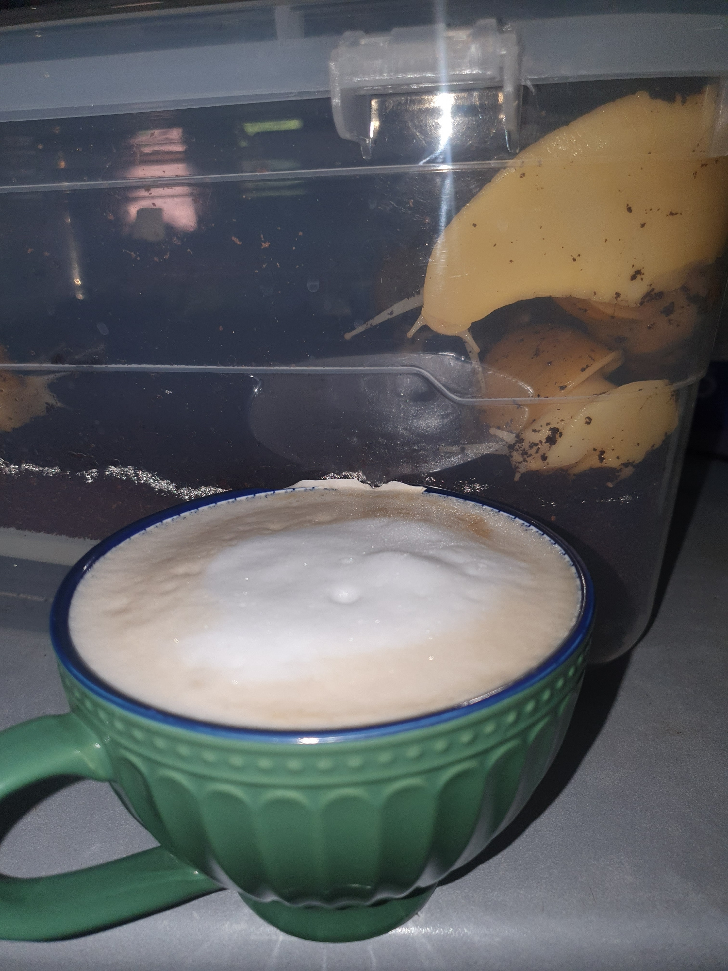 A close-up, indoor shot features a translucent plastic container holding what appear to be several pale yellow slugs on a dark substrate, positioned behind a green ceramic mug filled with a frothy, light-brown beverage. The container has a grey lid with a clear plastic latch. The mug has a blue rim and decorative vertical ridges. The surface beneath the objects is a flat, grey texture. There is no indication of the city of Shiraz, Iran, or any specific location.