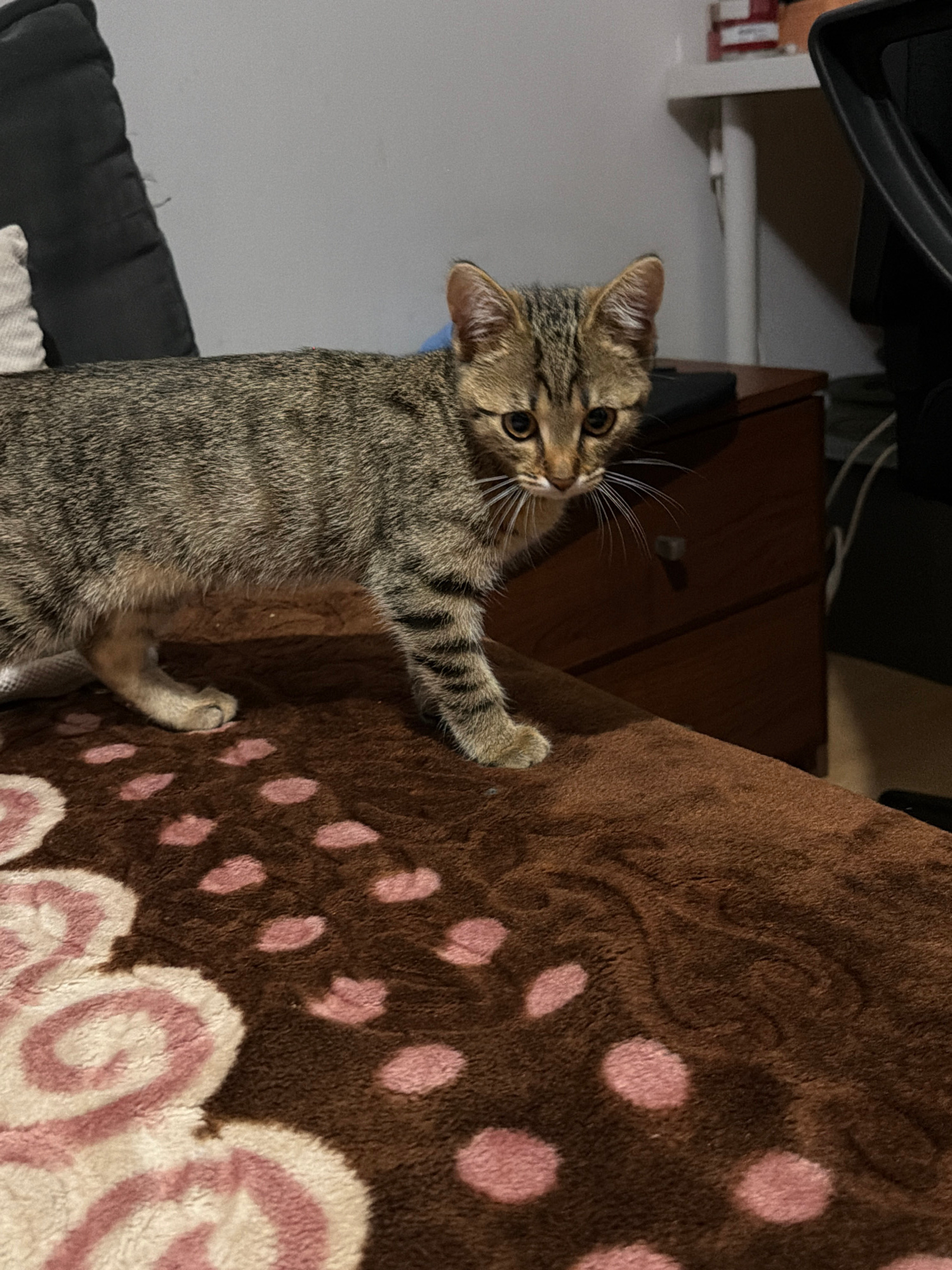 A tabby kitten with brown and black stripes stands on a brown fuzzy blanket with a pattern of pink dots and white swirls. The kitten is facing to the right of the frame, with its head turned slightly towards the camera. In the background, a dark brown wooden dresser with a drawer handle is visible, as well as a white shelf unit with some red boxes on it. A black office chair is partially visible on the right side of the image. The wall behind the kitten is light gray.