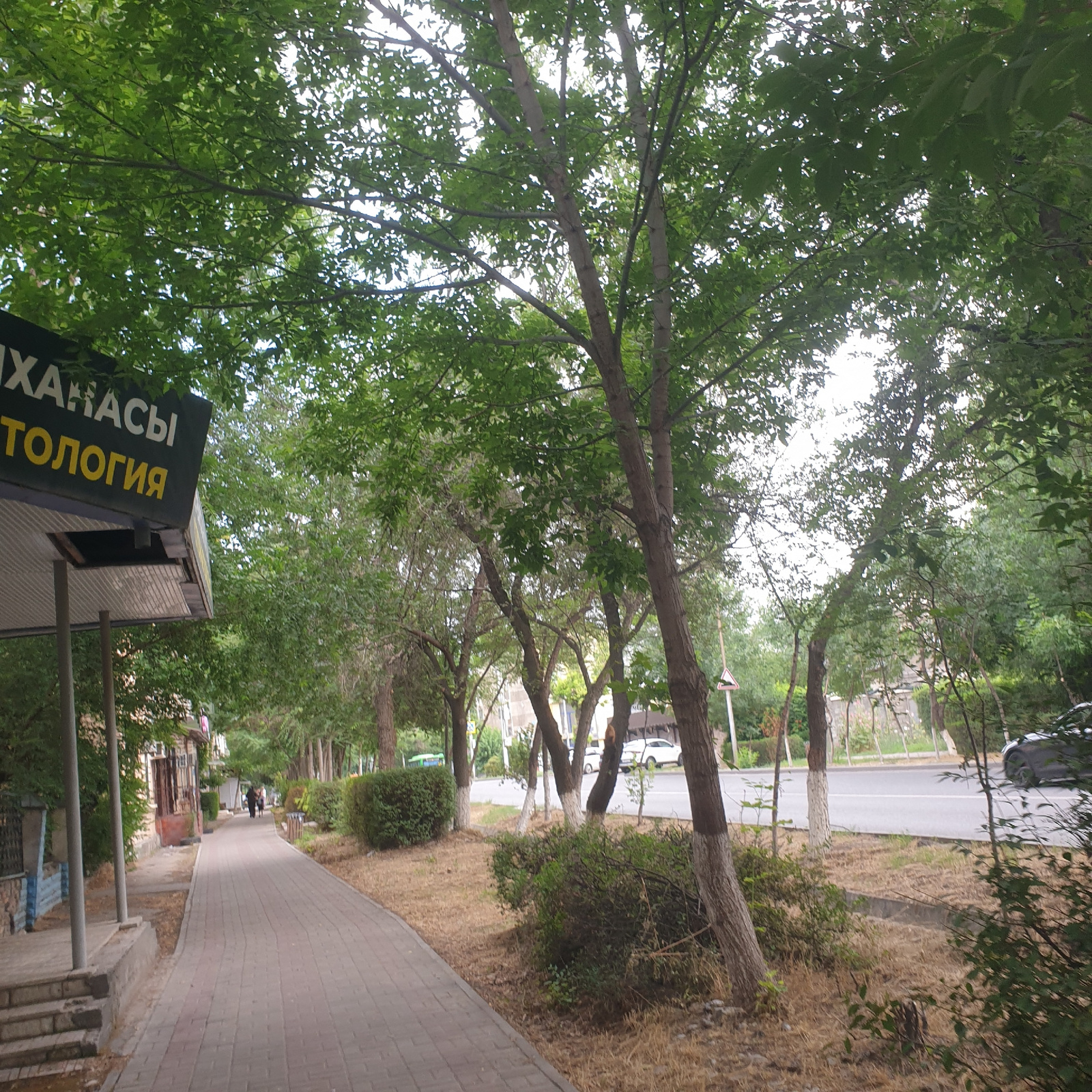 The image depicts a tree-lined pedestrian walkway with a paved surface, running alongside a street in the city of Shymkent, Kazakhstan. The walkway is bordered by dry grass and bushes. Trees with white-painted bases flank the path, their leaves forming a canopy overhead. In the background, buildings and a street with passing vehicles are visible. A sign with text in Cyrillic script, likely indicating a medical facility (suggested by "ТОЛОГИЯ" which relates to "logy" in medical terms), is present on the left side of the image. Two individuals are seen walking away from the camera on the walkway, and another person is visible further down the path. A trash receptacle is situated near the bushes on the right side of the walkway. The lighting suggests an overcast or partially shaded daytime scene.