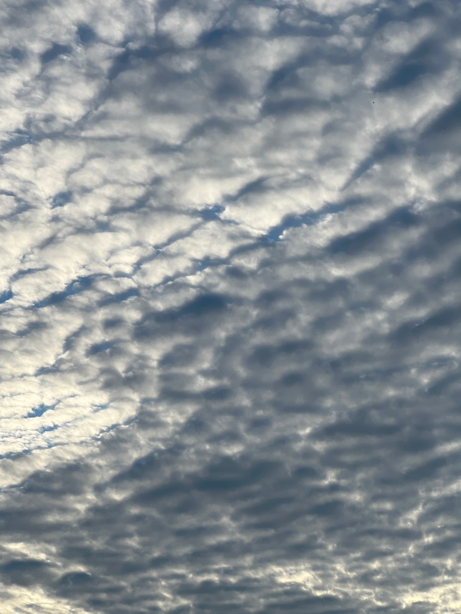A cloudy sky is depicted, with patterns of altocumulus clouds. The clouds range in color from white and light gray, where they are illuminated by sunlight, to darker gray and blue, where they are in shadow. The clouds are arranged in rows and waves, creating a textured appearance. The image is a close-up view of the sky, with no discernible ground features or structures. It is not possible to determine the location within Pruszcz Gdański, Poland from this image alone. There are no people, subjects, objects, or actions visible. The environment is solely the sky.