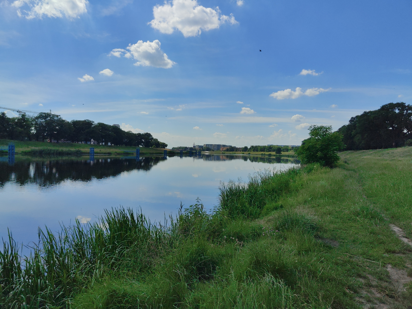 This image depicts a tranquil waterscape on a bright, partly cloudy day, likely in Wrocław, Poland. A calm river or canal dominates the left side of the frame, its surface reflecting the blue sky dotted with fluffy white clouds and the distant tree line. Tall, green reeds and grasses line the near bank of the water, creating a natural, unmanicured foreground.
On the far bank, a dense line of trees runs horizontally across the scene, their dark silhouettes contrasting with the bright sky. Beyond the trees, a modern cityscape is visible, with buildings and structures suggesting an urban environment. A construction crane can be seen peeking above the trees on the left side of the image, hinting at ongoing development.
The right side of the image features a grassy slope leading away from the water, with a faint dirt path winding through the vegetation. The overall impression is one of peaceful coexistence between nature and urban development. The lighting suggests it is daytime, likely mid-morning or afternoon, given the clear visibility and bright sunlight. The weather appears pleasant and fair. No people are visible in the image.