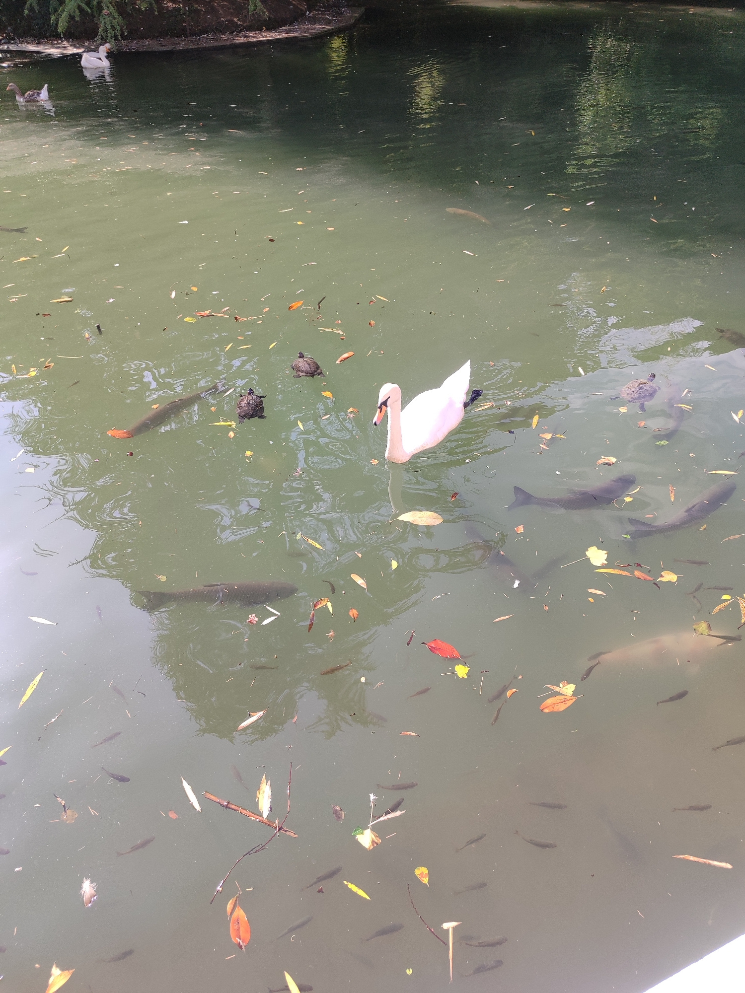 A flock of domestic geese swims in a pond in Sirius, Russia. One white swan also swims in the pond along with several fish and turtles. The pond is surrounded by trees and has fallen leaves floating on the surface of the water.