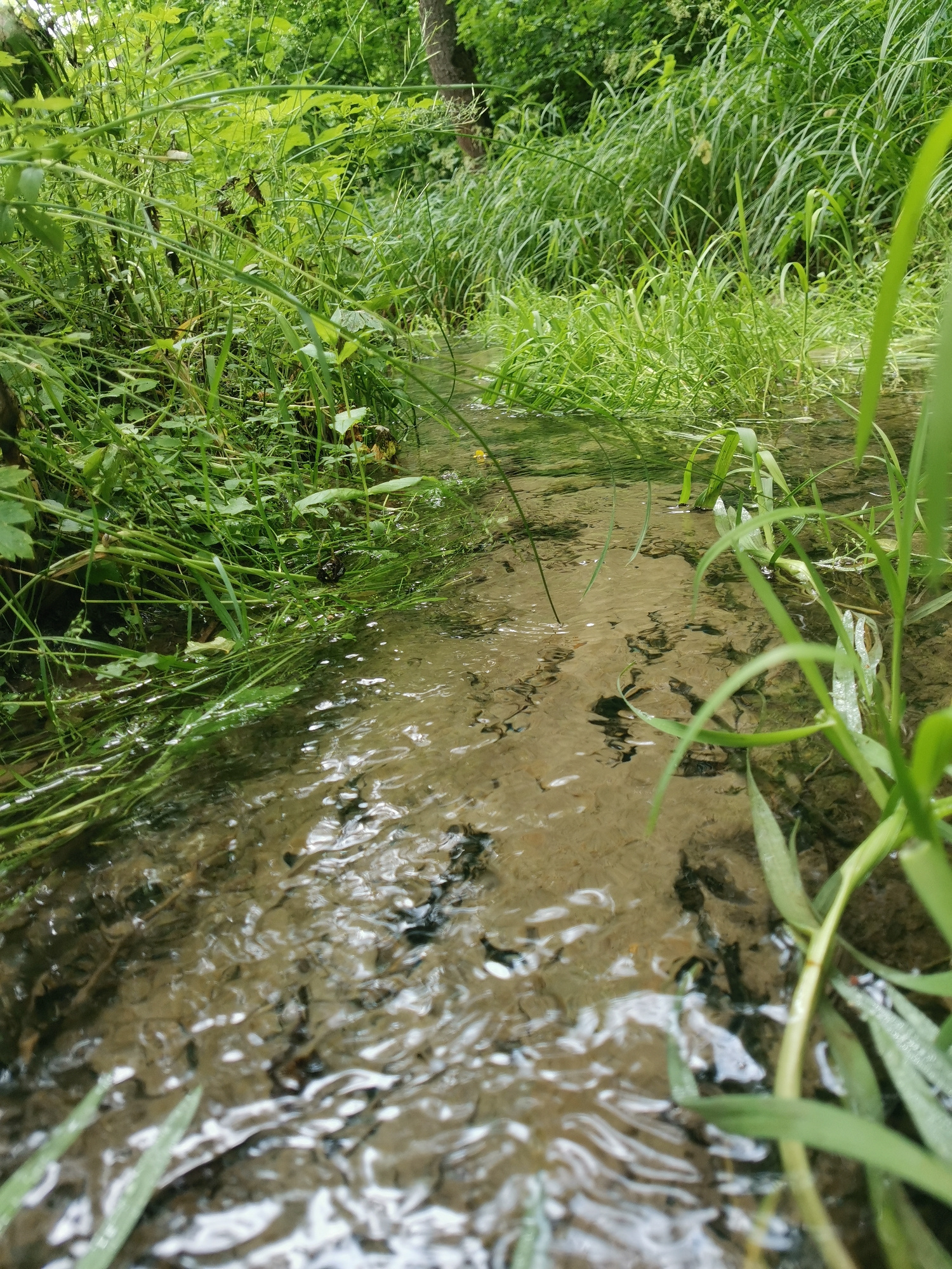 A low-angle, close-up shot captures a shallow, clear stream flowing through a lush, green environment. The water, with a sandy bottom visible, reflects the sunlight and is disturbed by ripples. Green foliage, including tall grasses and broader leaves, lines both banks of the stream, with some vegetation extending into the water. The background is filled with more dense green foliage, suggesting a wooded or overgrown area. No people or man-made structures are visible.