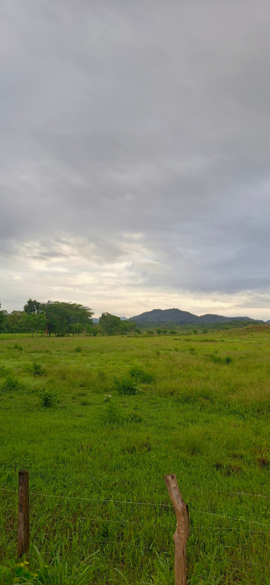 This media file captures a landscape scene. The image is oriented vertically, showing a vast expanse of lush green grass extending towards a distant, rolling mountain range. The sky is overcast with soft, diffused light, suggesting it might be early morning or late afternoon. The mountain range is silhouetted against the lighter sky, with a line of trees visible at its base. In the foreground, a rough wooden fence post is visible, with thin strands of wire running horizontally, indicating a boundary or enclosure. The overall mood is serene and natural, with no people or specific events depicted. The location is identified as Vallecito, Venezuela.