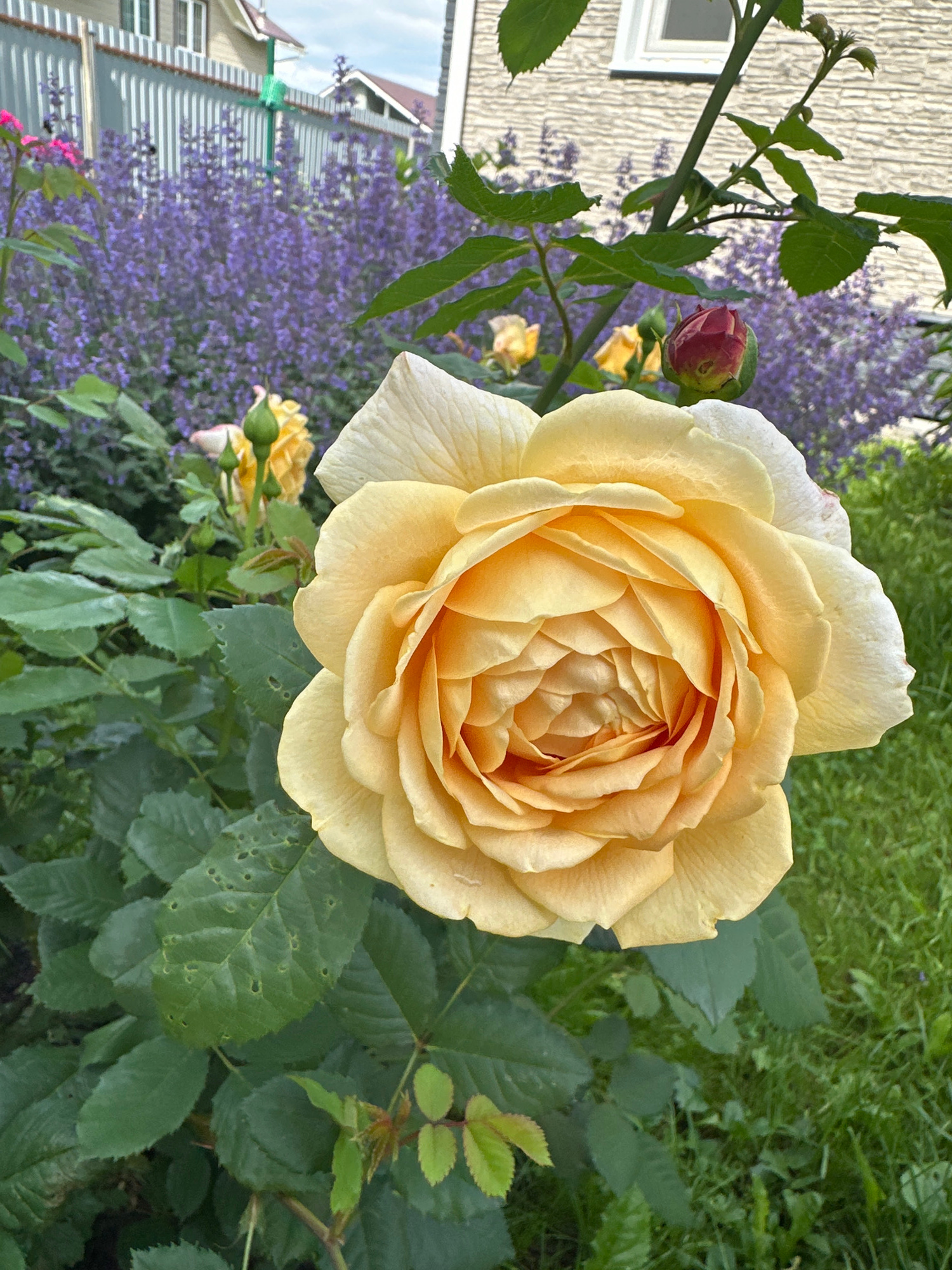 This close-up, slightly overhead shot features a large, fully bloomed yellow rose as the central subject. The rose's petals are a soft, creamy yellow, intricately layered and forming a dense, ruffled center. The petals on the outer edges are slightly paler, with a delicate, almost translucent quality. To the left of the rose, a single, tightly closed red rose bud is visible on a stem, contrasting sharply with the open bloom. Further back and to the left, a cluster of small, purple flowers, possibly lavender or catmint, creates a soft, blurred background. The rose is surrounded by lush green foliage, some leaves showing minor damage with small holes. In the far background, a light-colored building with horizontal siding and white trim is visible, along with a grey corrugated metal fence. The overall impression is of a garden in bloom, likely during the daytime with soft lighting, suggesting a peaceful, natural setting. There is no visible text in the image.