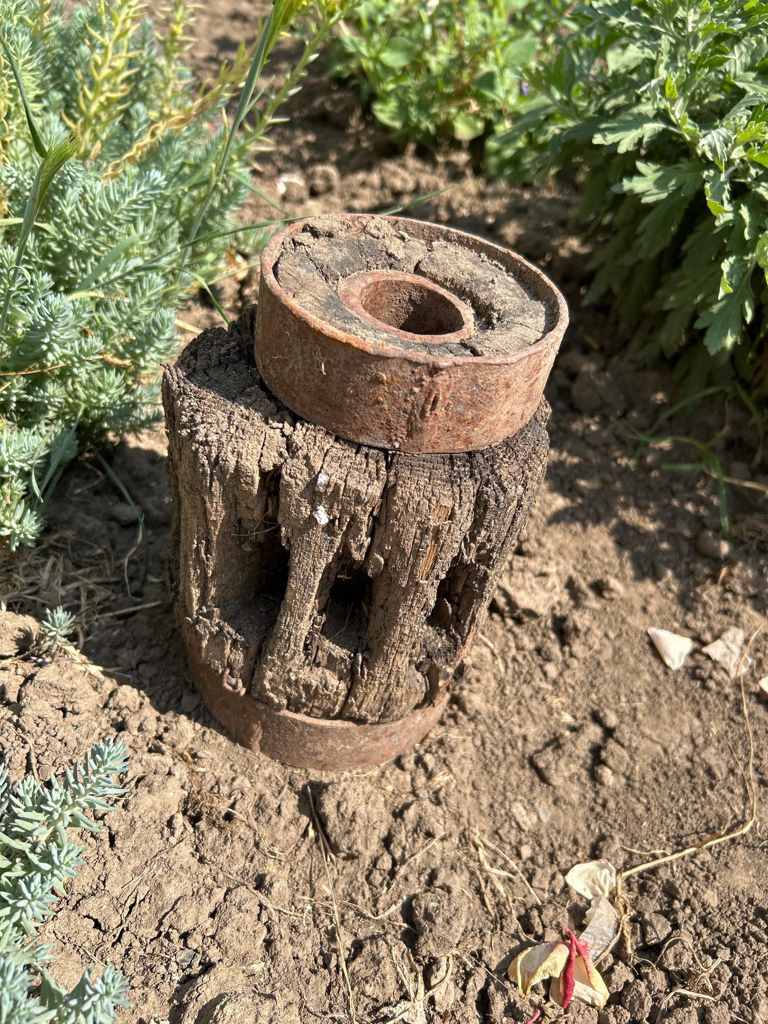 A close-up, eye-level shot captures an old, weathered wooden object with rusty metal bands around its top and bottom. The wood is visibly aged and appears to have holes or openings carved into its surface. The object is situated on dry, cracked earth, with sparse, low-lying green plants and taller green foliage visible in the blurred background. The lighting suggests a sunny outdoor environment. This scene is located in Copceac, Moldova.