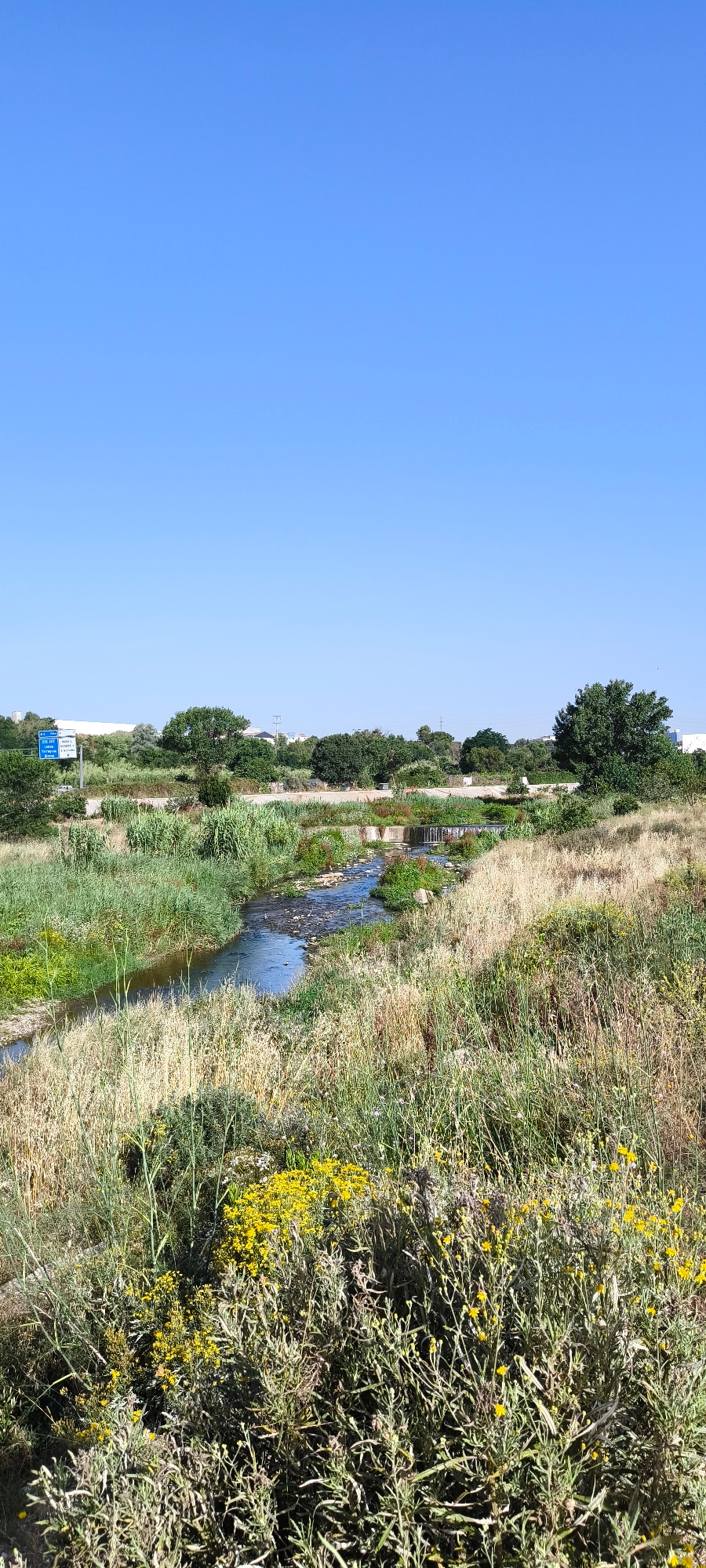 A vertical, eye-level shot captures a sunlit, semi-arid landscape with a clear blue sky. In the foreground, a dense patch of dry, straw-colored grass and lighter green foliage, dotted with small yellow flowers, fills the bottom third of the frame. A narrow, shallow stream winds through the mid-ground, its rocky bed visible beneath the clear water, with sparse green vegetation growing along its banks. The stream appears to flow over a low, concrete weir. Beyond the stream, a variety of green trees and shrubs create a treeline, with a few buildings and industrial structures visible in the distance. A blue road sign with white lettering is partially visible on the left side of the image, near the edge of the treeline. The overall impression is of a natural, undeveloped area on the outskirts of a city. This scene is located in Ripollet, Spain.