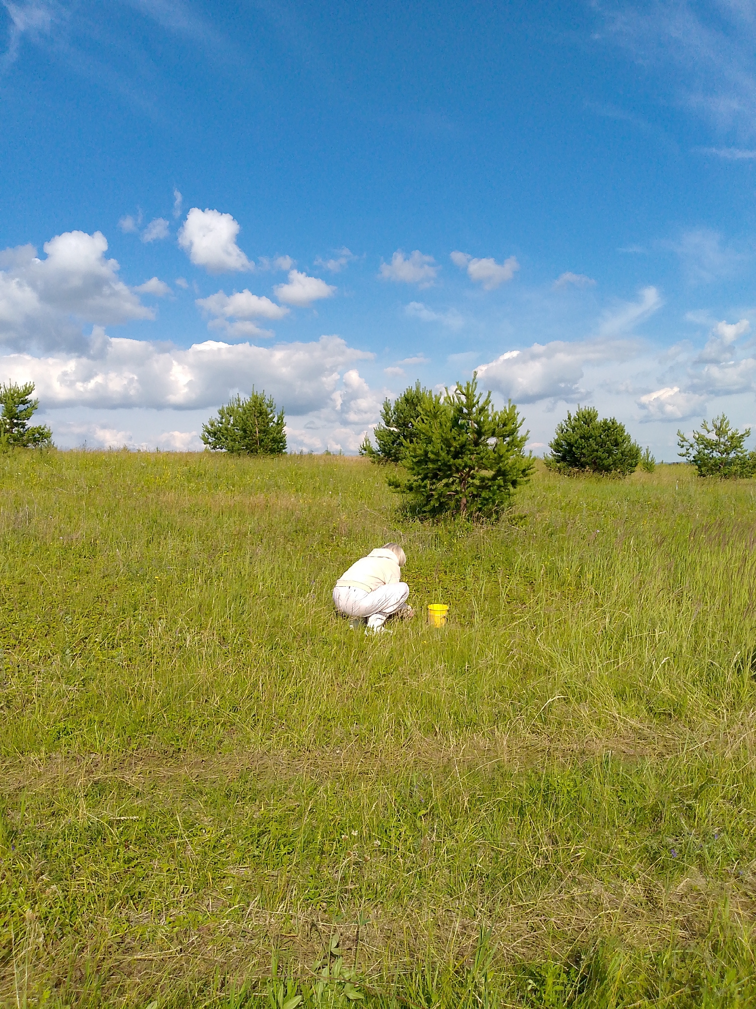 This media file depicts a person in a grassy field with scattered pine trees under a bright blue sky with scattered white clouds. The scene appears to be outdoors in a rural or natural setting.
The primary subject is a person, seen from the back, wearing light-colored pants and a light-colored top. They are in a crouched or squatting position. Next to the person, on the ground, is a small yellow bucket. The person's activity is not entirely clear, but they seem to be engaged with something on the ground near the bucket, possibly collecting something.
The setting is a wide, open field covered in green grass, with several pine trees of varying sizes spread across the landscape. The ground appears somewhat uneven, with some areas of dry grass mixed with greener vegetation. The sky above is a vibrant blue, punctuated by fluffy white clouds, suggesting it is daytime, likely late morning or early afternoon, with fair weather.
There is no visible text in the image. The overall impression is one of a serene, outdoor activity in a natural environment. The location context provided, Каймары, Russia, places this scene in a specific geographical area.