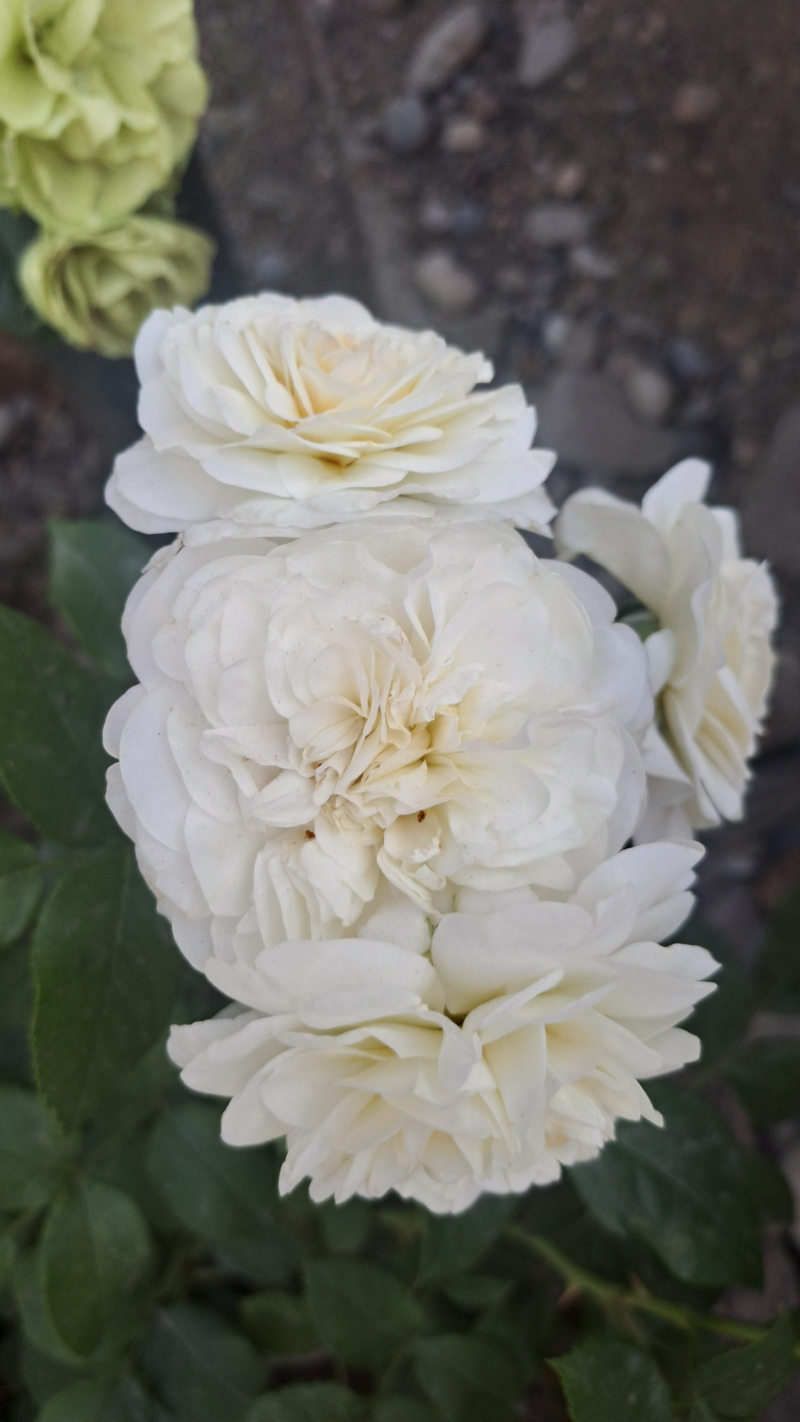 A cluster of white roses is in focus, set against a blurred background of green leaves and a stony ground. There are at least four white roses visible, with the largest and most central rose being the most detailed. The petals are tightly packed and ruffled, with a creamy yellow hue in the center of the largest bloom. There are some faint brown specks on the petals of the central rose. In the upper left corner, out of focus, are two pale green flowers. The image appears to be taken outdoors, likely in a garden or natural setting. The location in Sülüktü, Kyrgyzstan, suggests this is a temperate climate, possibly spring or summer, when roses would be in bloom.