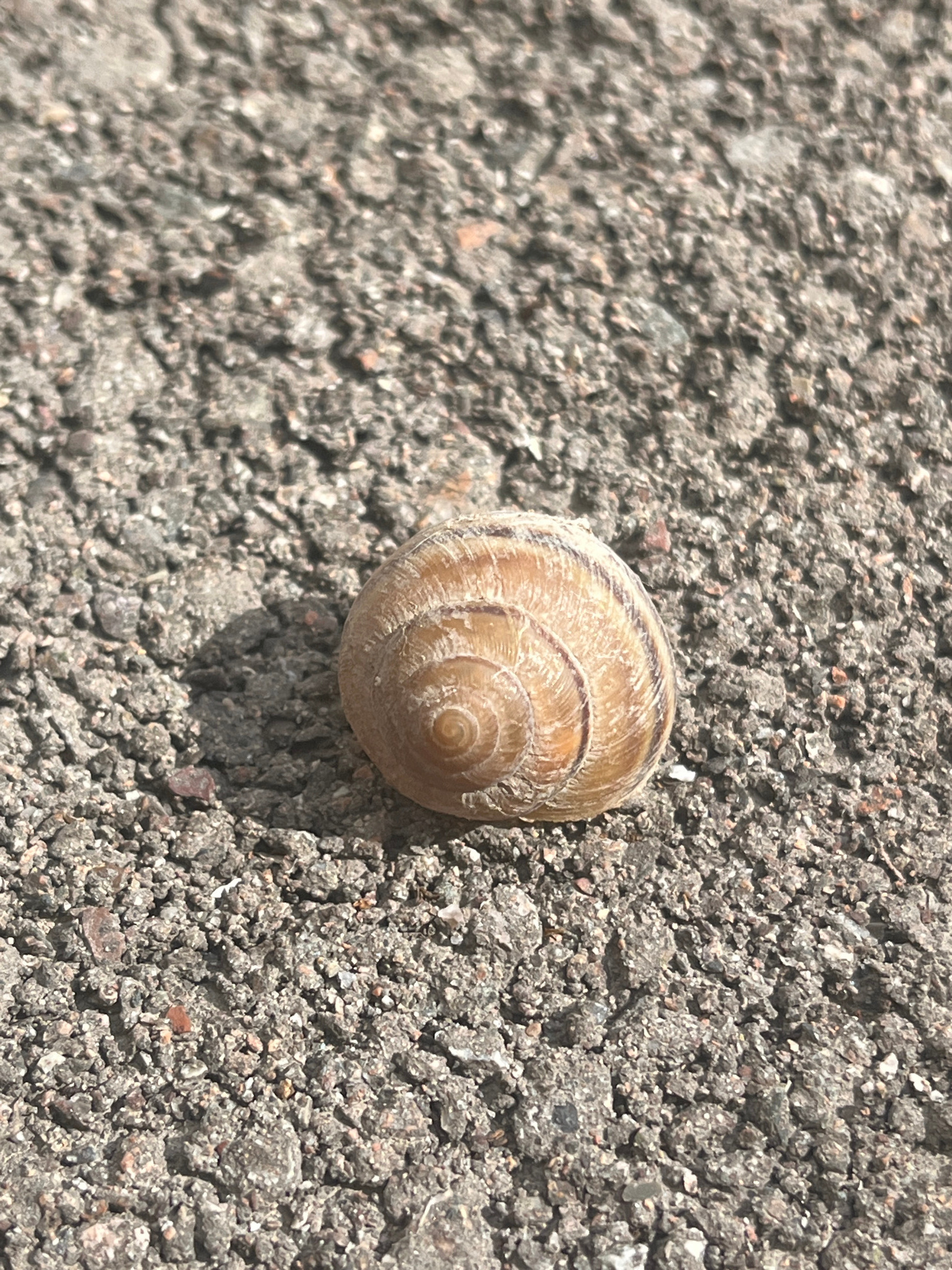 A single, small snail shell rests on a textured, gray, gravelly surface. The shell is light brown with darker brown spiral markings and is positioned slightly off-center in the foreground. The surface appears to be asphalt or concrete, with visible aggregate. The lighting suggests a sunny day, casting a shadow from the shell to the left. The background is blurred, focusing attention on the snail shell. There are no people or other discernible objects in the scene. The location is Unknown, Unknown.