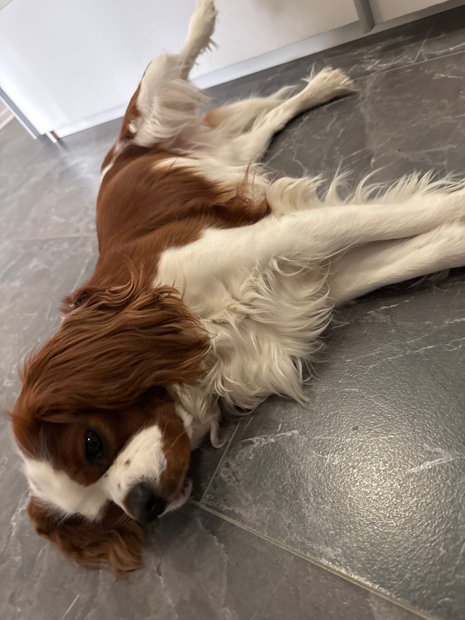 A medium shot captures a King Charles Cavalier Spaniel lying on its side on a gray tiled floor. The dog's fur is a mix of rich brown and white. Its head is turned towards the viewer, with one eye visible and an alert expression. The dog's body is stretched out, with its legs extended. The floor appears to be indoors, with hints of white walls and possibly cabinets in the background. The lighting is neutral, and the overall scene suggests a casual moment at home. There is no discernible indication of the location in Dobrich, Bulgaria.