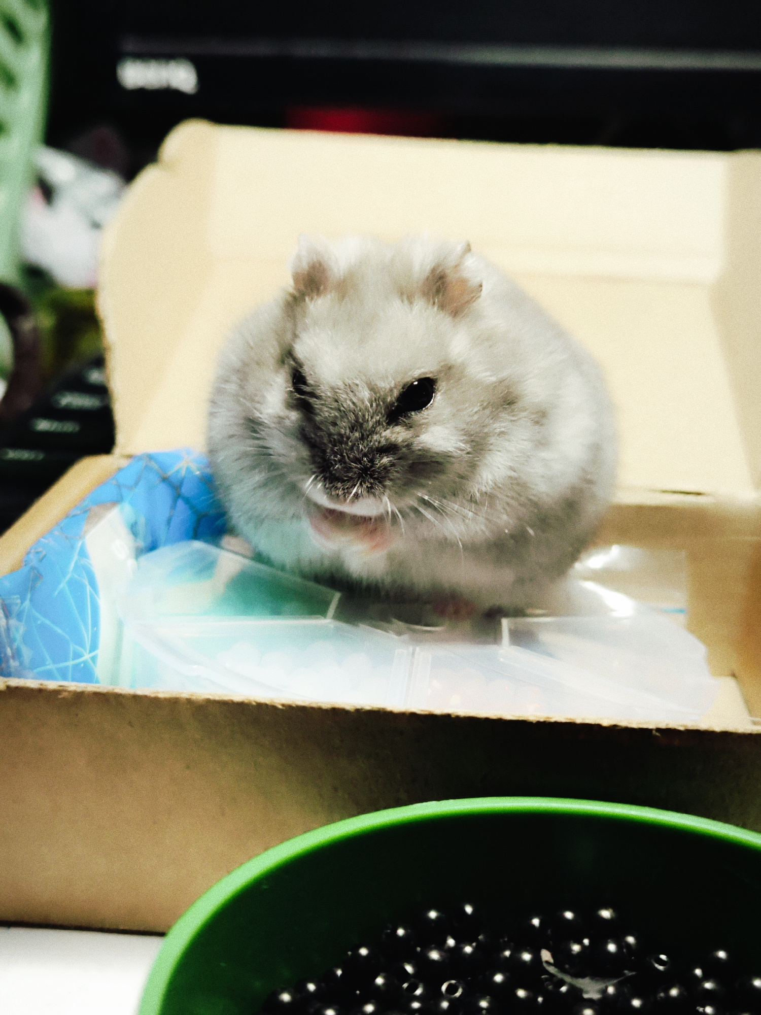 A close-up, eye-level shot shows a light gray hamster sitting inside a cardboard box. The hamster is facing forward with its mouth slightly open. Behind the hamster, there are clear plastic containers and a blue patterned plastic bag. The box itself is open, revealing its interior. In the foreground, a green bowl filled with small, dark, shiny beads is visible. The background is dark and out of focus, with hints of office equipment. The overall lighting is dim and appears to be artificial.
