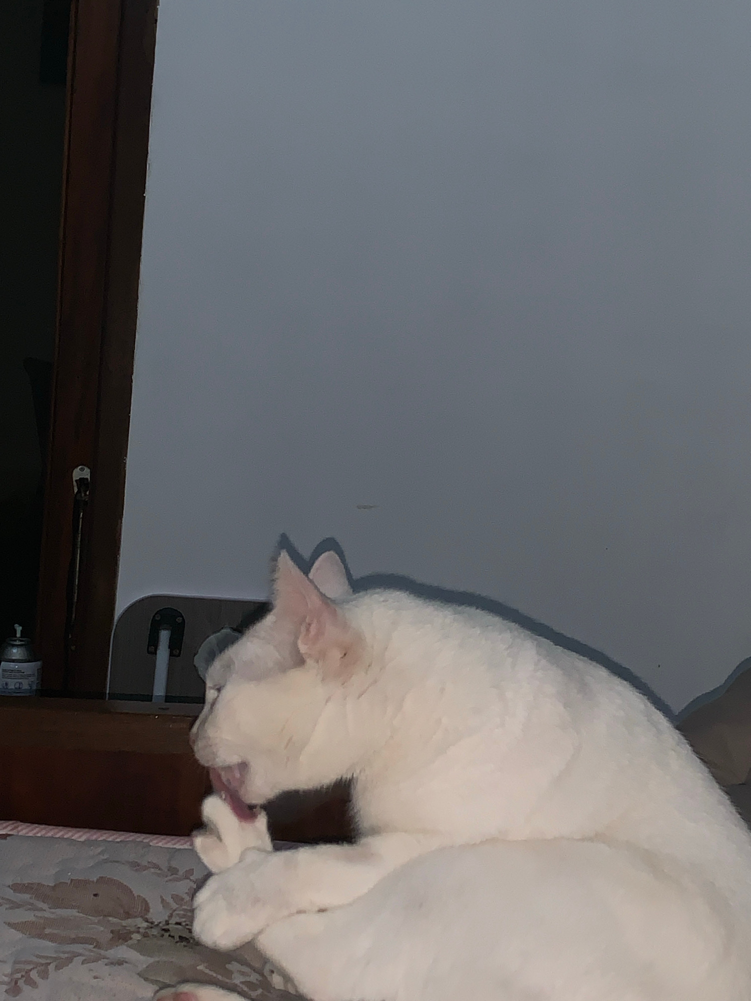 A white cat is grooming its paw while resting on a patterned surface, likely a bed or couch. The cat is positioned in the mid-right of the frame, facing left. Behind the cat, a wall with a subtle texture is visible. To the left of the cat, part of a wooden object, possibly a furniture piece or doorframe, is present, with a metal hinge attached. On this wooden surface, a small, cylindrical object with a white cap is situated, suggesting it may be a container or spray can. The lighting appears dim, creating shadows and a generally subdued atmosphere. The scene is indoors. The image provides no information about the city of Sukawati, Indonesia, or any inhabitants of that location.