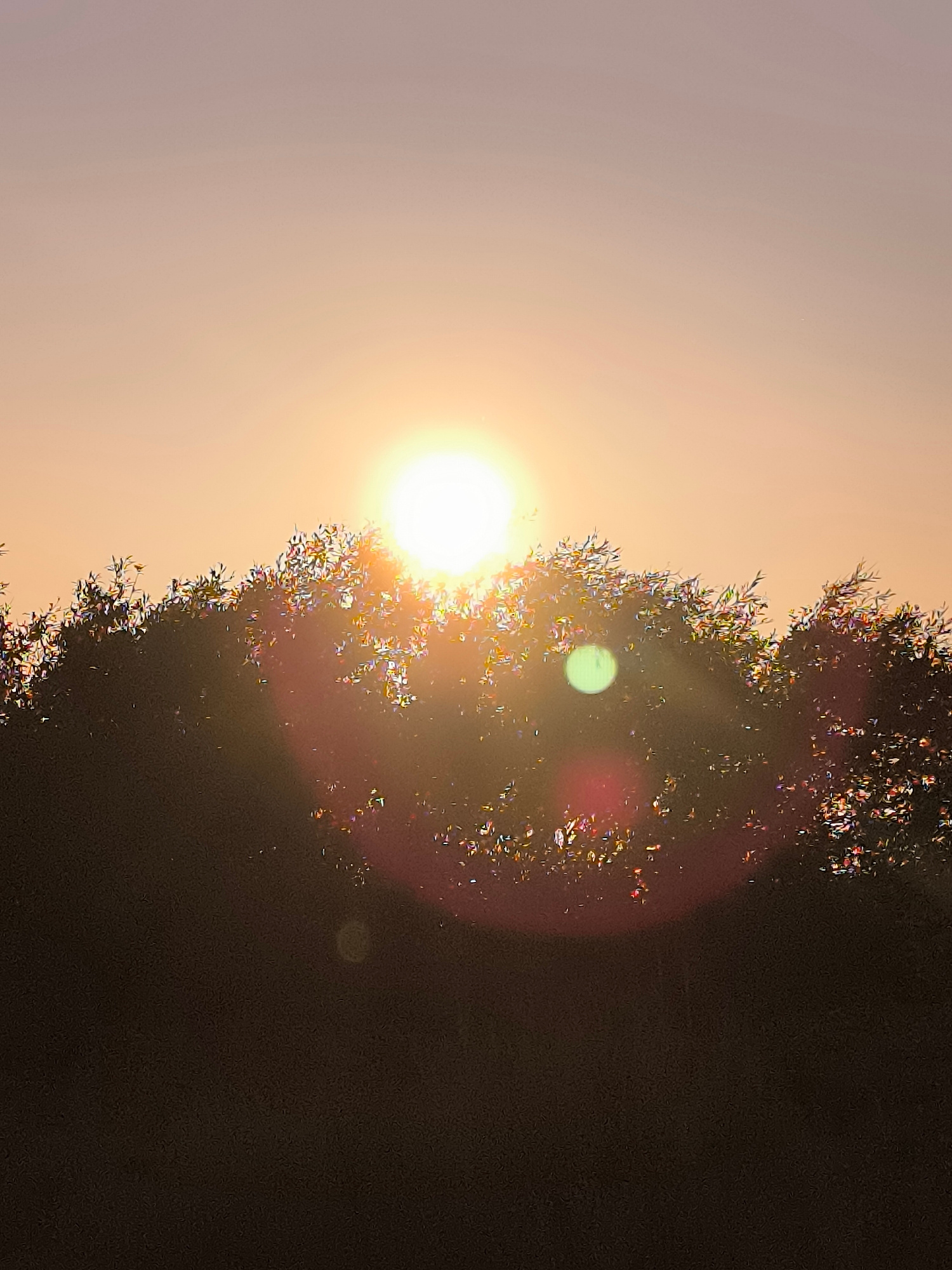 The image shows a sunset behind the silhouette of trees. The sun is a bright, glowing orb peeking over the top of a dark, dense line of foliage. The sky is a gradient of soft orange and pink hues, fading to a lighter tone at the top. Lens flare creates bright, circular and elongated spots of light, some with a greenish tint, scattered across the middle and right portions of the image, obscuring some of the detail in the trees. The trees themselves are dark and their individual leaves are not clearly defined, appearing as a textured mass. The bottom of the image is predominantly dark, representing the ground or further dense vegetation. There are no people or man-made structures visible, suggesting an outdoor natural setting. The photograph has a slightly grainy quality.
