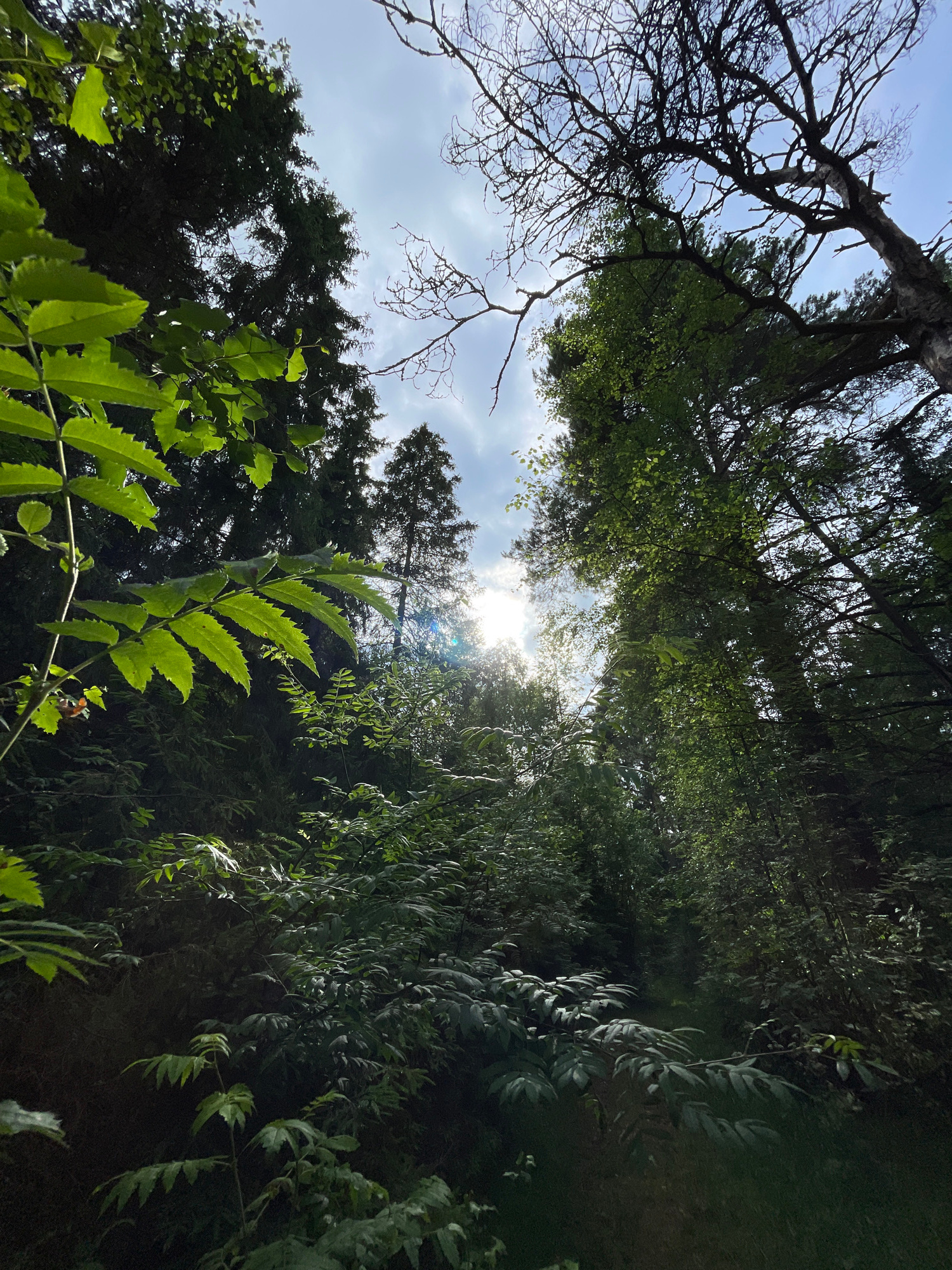 The image is a low-angle shot looking up through trees in a forest setting. The sun is visible through the canopy, creating lens flare and dappled light on the leaves. The foliage is lush and green, with a variety of plant types visible, including ferns and trees with intricate branch structures. The sky is partly cloudy, with hints of blue peeking through. The overall impression is one of a serene and natural environment, possibly a woodland or park. The lighting suggests it is daytime, likely late morning or early afternoon, with bright sunlight. There are no people or man-made objects visible in the frame. The image appears to capture a moment of natural beauty in a forest.