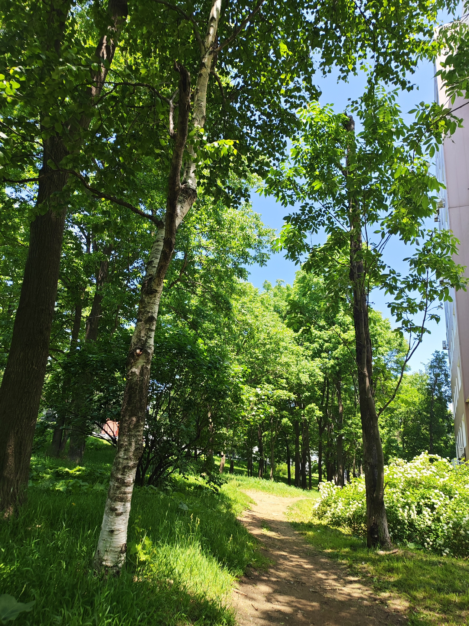 The image shows a dirt path winding through a park or wooded area. Lush green trees with dense foliage line both sides of the path, with sunlight filtering through the leaves, creating dappled shadows on the ground. On the right side of the path, a large bush with white flowers is in full bloom. In the background, more trees create a dense canopy, and to the far right, the side of a light-colored building is visible, suggesting an urban setting. The sky is a clear, bright blue. This scene is consistent with a park or green space within a city. Given the location provided, this scene could be a pathway in one of Vladivostok's many parks or green zones, such as the Victory Park or the Botanical Garden, where residential buildings are often adjacent to natural or semi-natural landscapes.