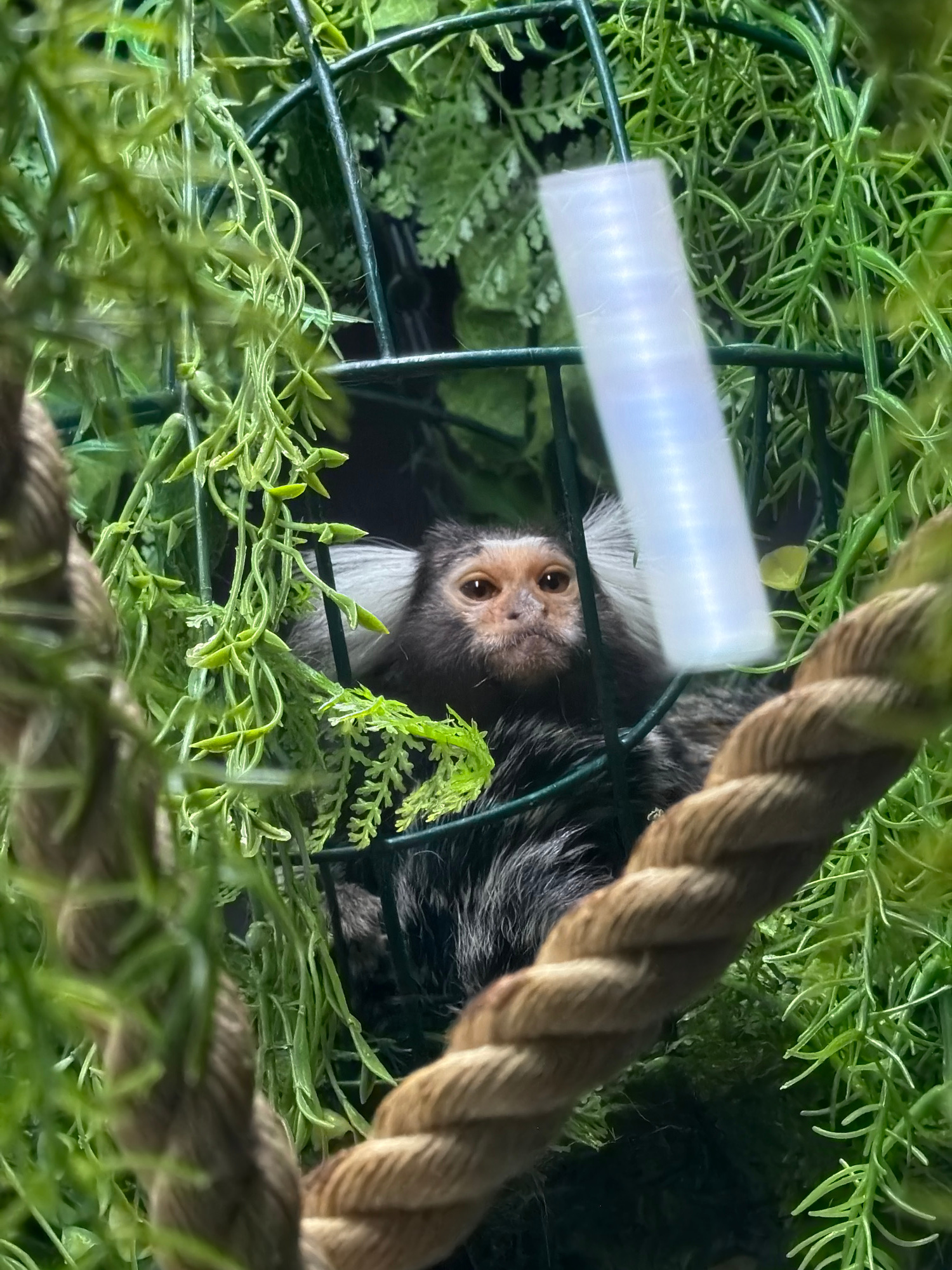 The image shows a small monkey, possibly a marmoset, peering out from behind green artificial foliage within a cage. The monkey has dark fur with distinctive white tufts on its ears and its face is light brown with dark eyes. A thick rope is in the foreground, blurred due to its proximity to the camera. A white, ribbed cylindrical object hangs in the upper right portion of the frame. The background consists of a dark cage structure and more greenery. There is no discernible information in the image that would indicate its location in Izhevsk, Russia.