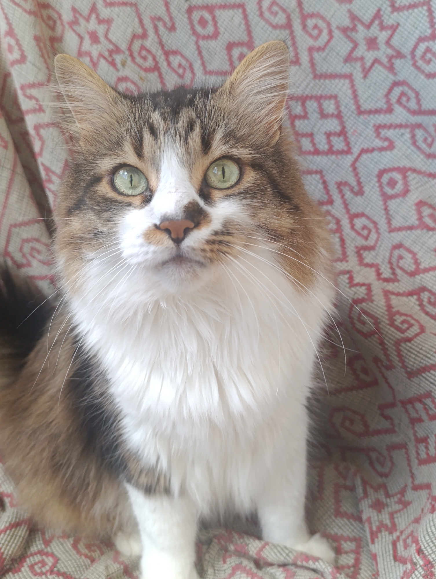 A long-haired, calico cat is seated on a patterned textile, looking directly at the camera. The cat has green eyes, white and brown fur, with distinct brown and black markings on its head and back. Its chest and front paws are white. The textile beneath the cat has a geometric pattern in shades of beige and pink. The background is out of focus, but appears to be the same patterned textile. There are no people present in the image. The scene appears to be indoors, possibly in a home environment.