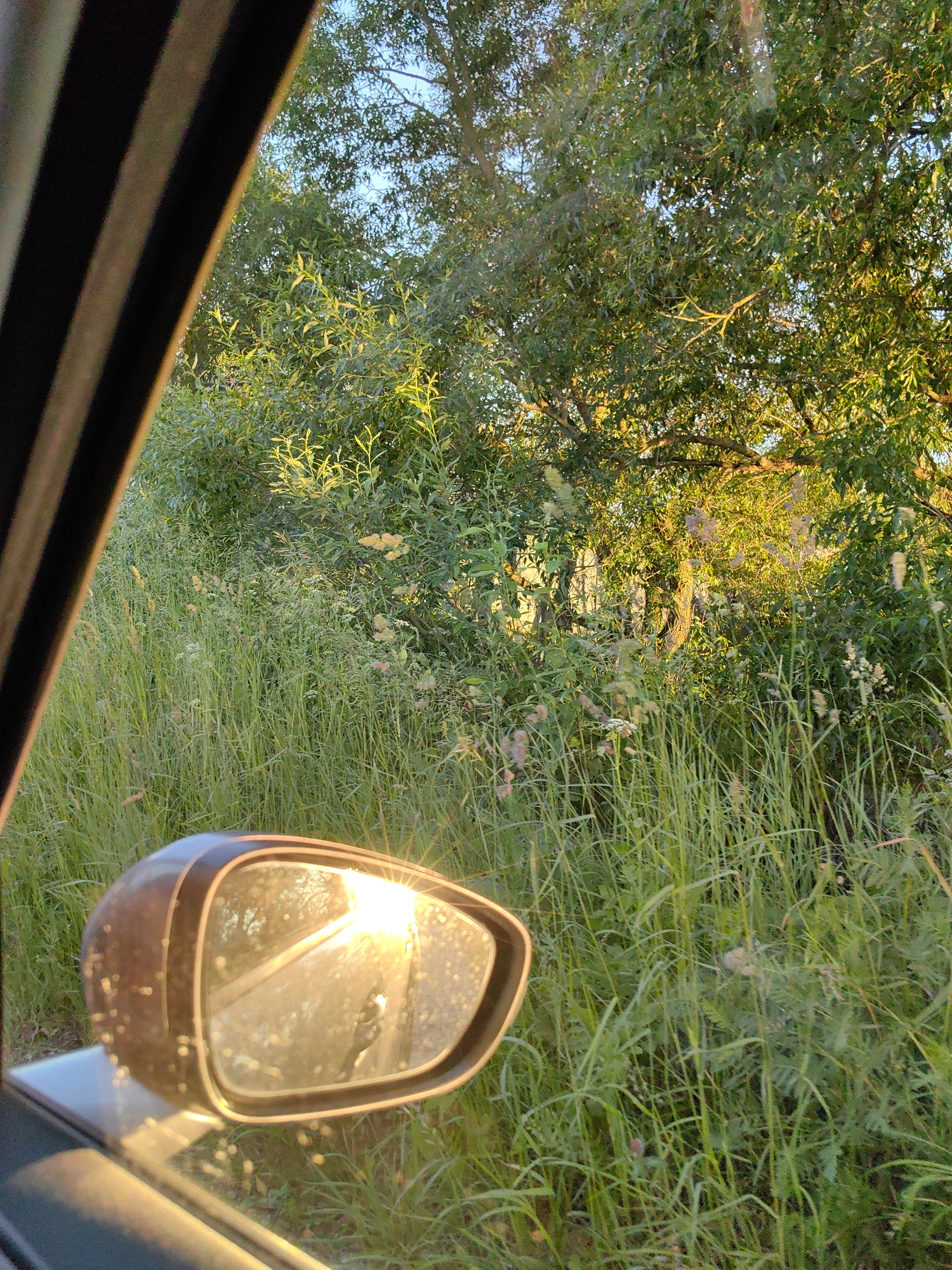 The image captures a view from inside a vehicle looking out through the side window at a sunlit rural roadside scene in Дзямідавіцкі сельскі Савет, Belarus. The foreground shows a portion of the car's interior, including the dark, ribbed frame of the window and the side mirror. The side mirror reflects a bright, golden sunset, with the sun's rays creating lens flare across the mirror's surface. Outside the car, tall green grass and various wildflowers line the road. Beyond the grass, a dense green tree line is visible, with sunlight filtering through the leaves, casting dappled light. The overall impression is one of a natural, tranquil setting illuminated by the warm glow of the setting sun. There are no people or animals visible in the frame.