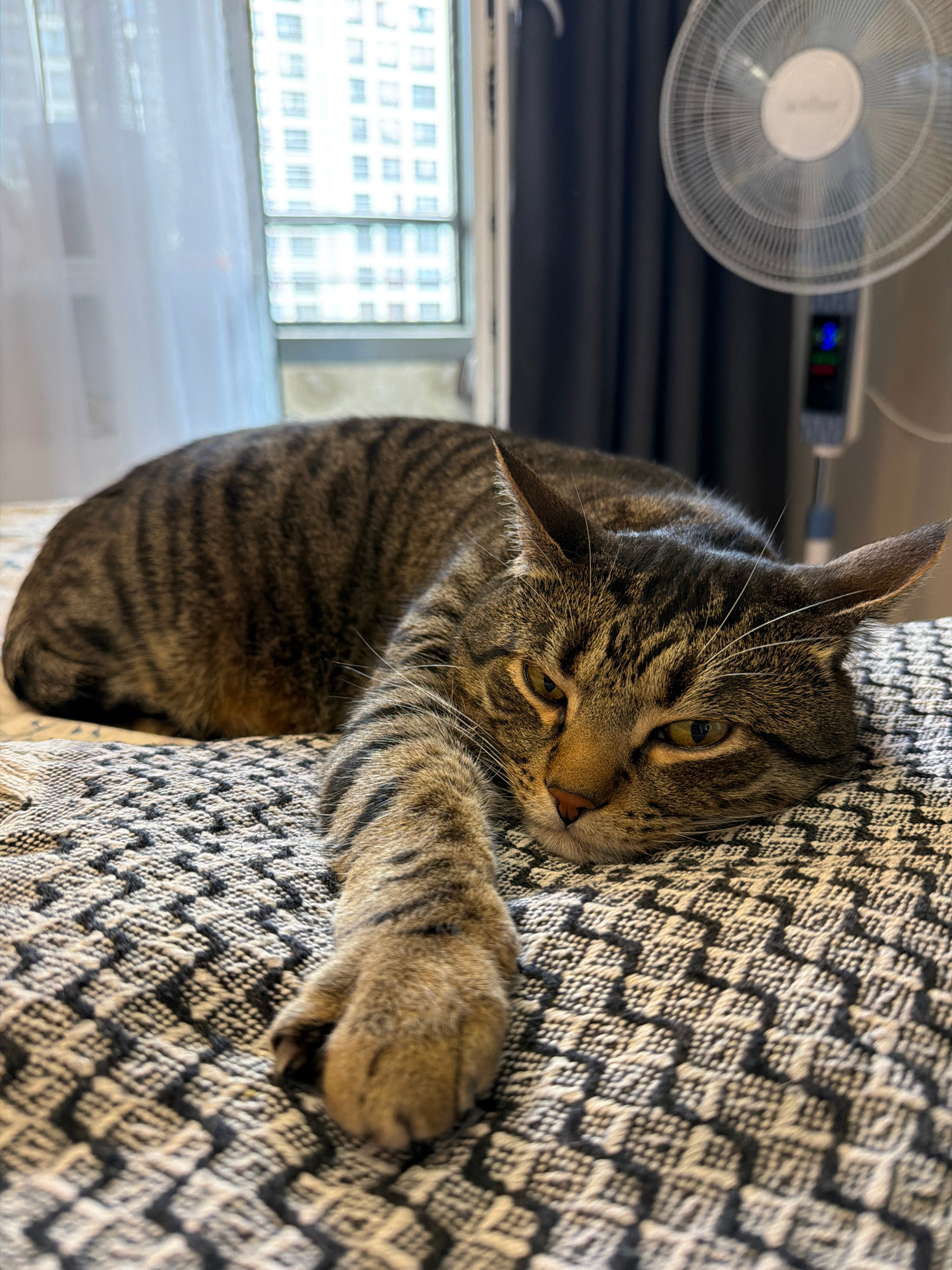 A tabby cat is resting on a bed with a patterned comforter. The cat is lying on its side with its head resting on the bed, and its front paw is extended. The cat has brown and black stripes and yellow eyes. In the background, there is a window with a view of buildings, a sheer white curtain, and a black curtain. A white fan with a blue light on its base is visible to the right of the cat. The scene appears to be indoors.
