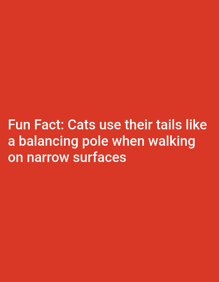 This is a static image with a solid red background. The text "Fun Fact: Cats use their tails like a balancing pole when walking on narrow surfaces" is displayed in white, sans-serif font. The text is arranged in three lines, with the longest line being the second line. There are no people, objects, or discernible scenes in the image other than the text itself. The image does not provide any information about the time of day, weather, location, or emotions. The text is the only element present.
