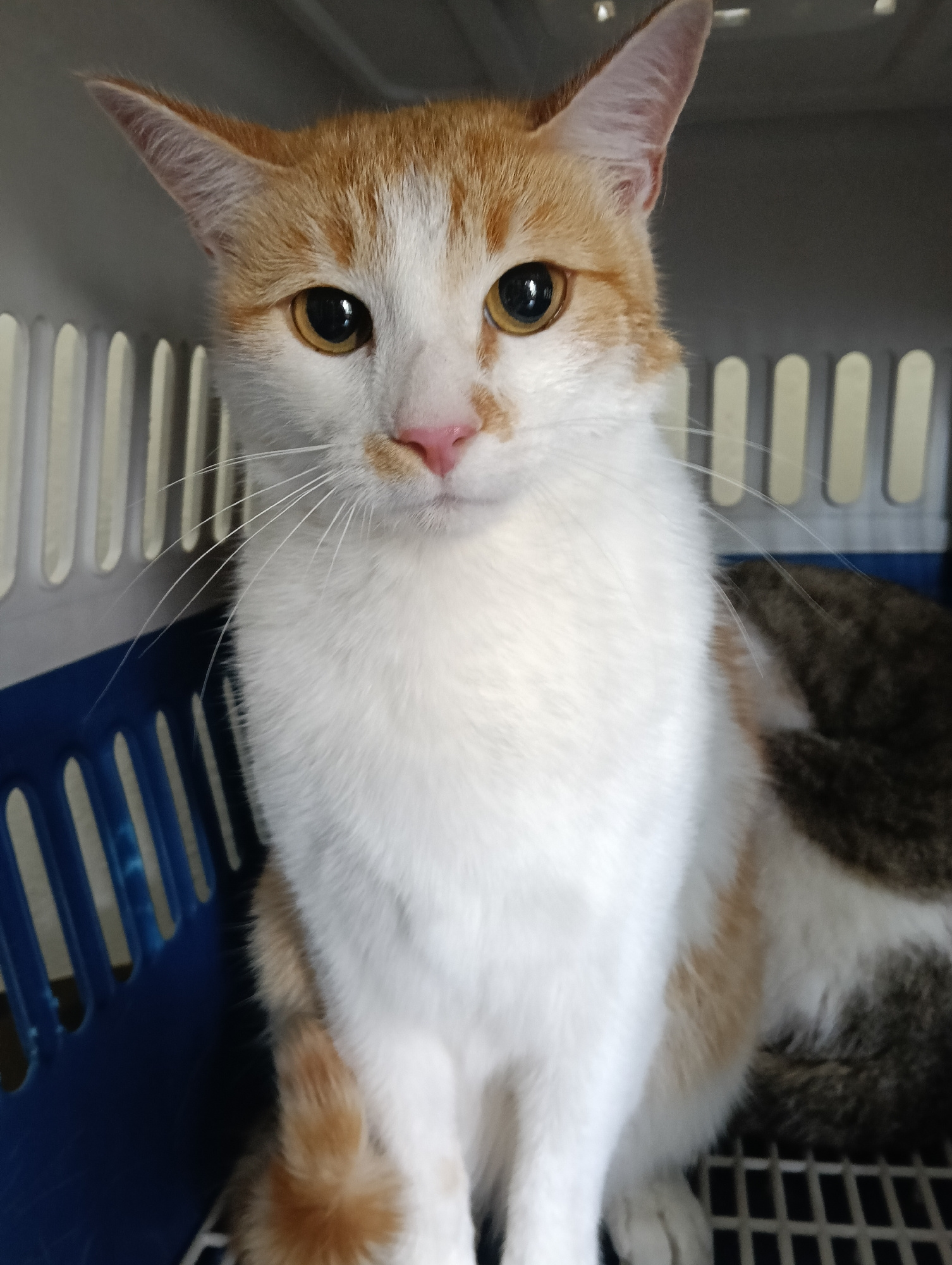 A close-up, eye-level, portrait-oriented, medium shot captures an orange and white domestic cat sitting inside a blue and white pet carrier. The cat is facing forward, looking directly at the camera with large, amber eyes. Its nose is pink, and it has prominent white whiskers. The background is a blur of the pet carrier's interior, with the visible blue plastic base and white plastic bars of the enclosure. The lighting is even and appears to be artificial. No specific location in Nairobi, Kenya, can be determined from the image alone.