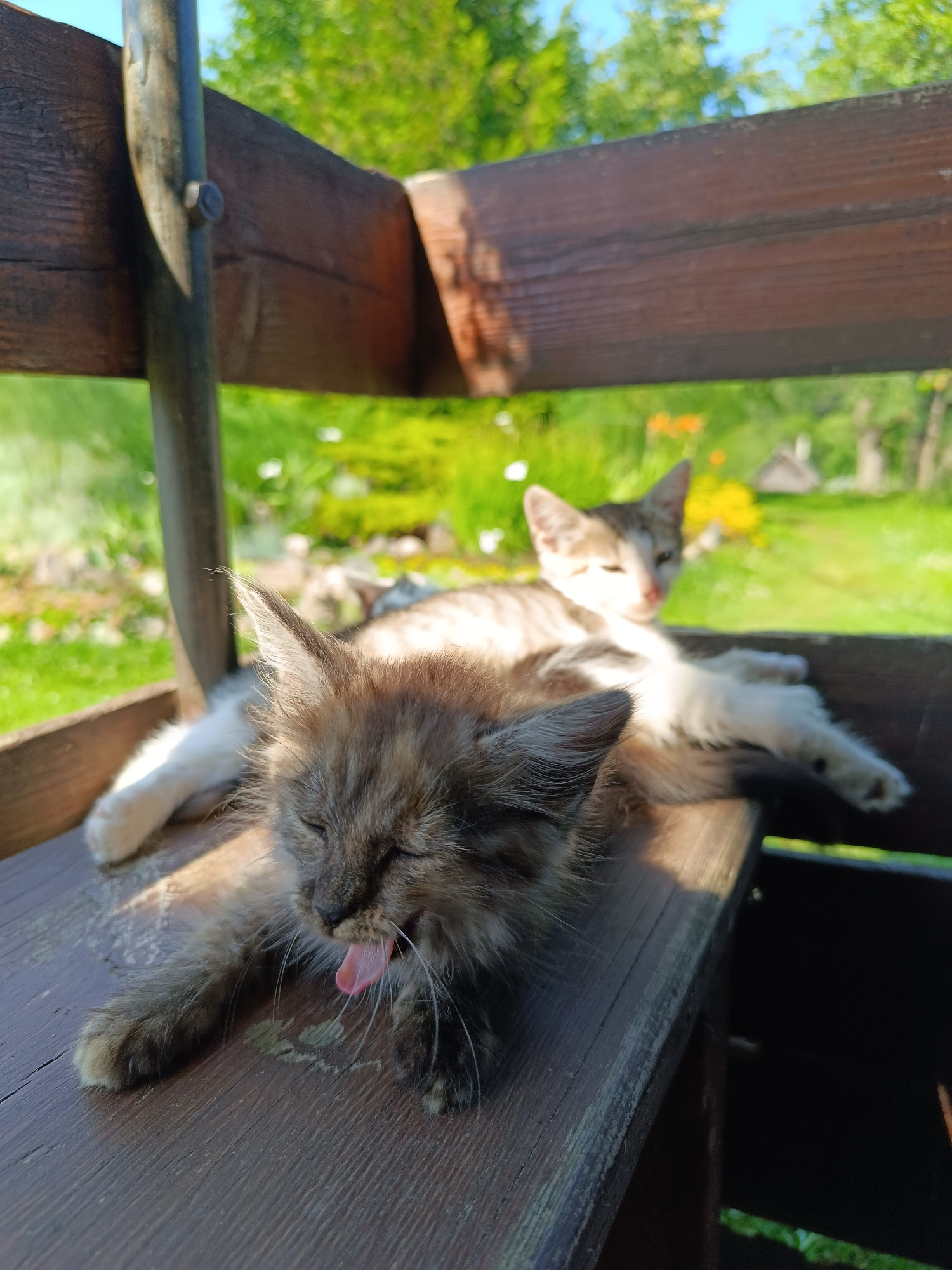 Two kittens are relaxing on a wooden bench outdoors. The kitten in the foreground is a long-haired tabby, yawning with its pink tongue visible. It is lying on its side with its eyes closed. Behind it, another kitten, a shorter-haired tabby with white markings, is also lying down, resting its head. The bench appears to be part of an outdoor structure, possibly a gazebo or a picnic table, with wooden posts visible. The background is lush green with trees and some yellow and white flowers, suggesting a garden or park setting. Sunlight streams down, creating dappled light on the kittens and the bench, indicating it is daytime, likely sunny. The setting, with its natural greenery and rustic wooden furniture, suggests a tranquil, rural environment. There is no visible text in the image.