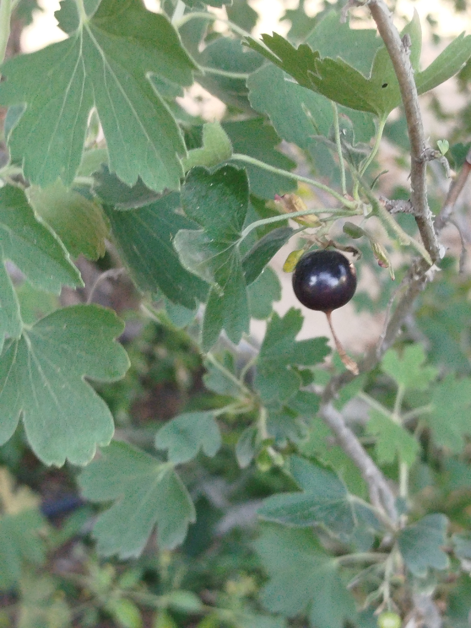 A single, ripe blackcurrant hangs from a thin stem, surrounded by green, lobed leaves. The fruit is dark, almost black, and round, with a slight sheen. The leaves are a vibrant green and appear somewhat fuzzy. The background is a blur of green foliage and brown branches, suggesting a natural outdoor setting. The image was taken in Pirşağı, Azerbaijan.