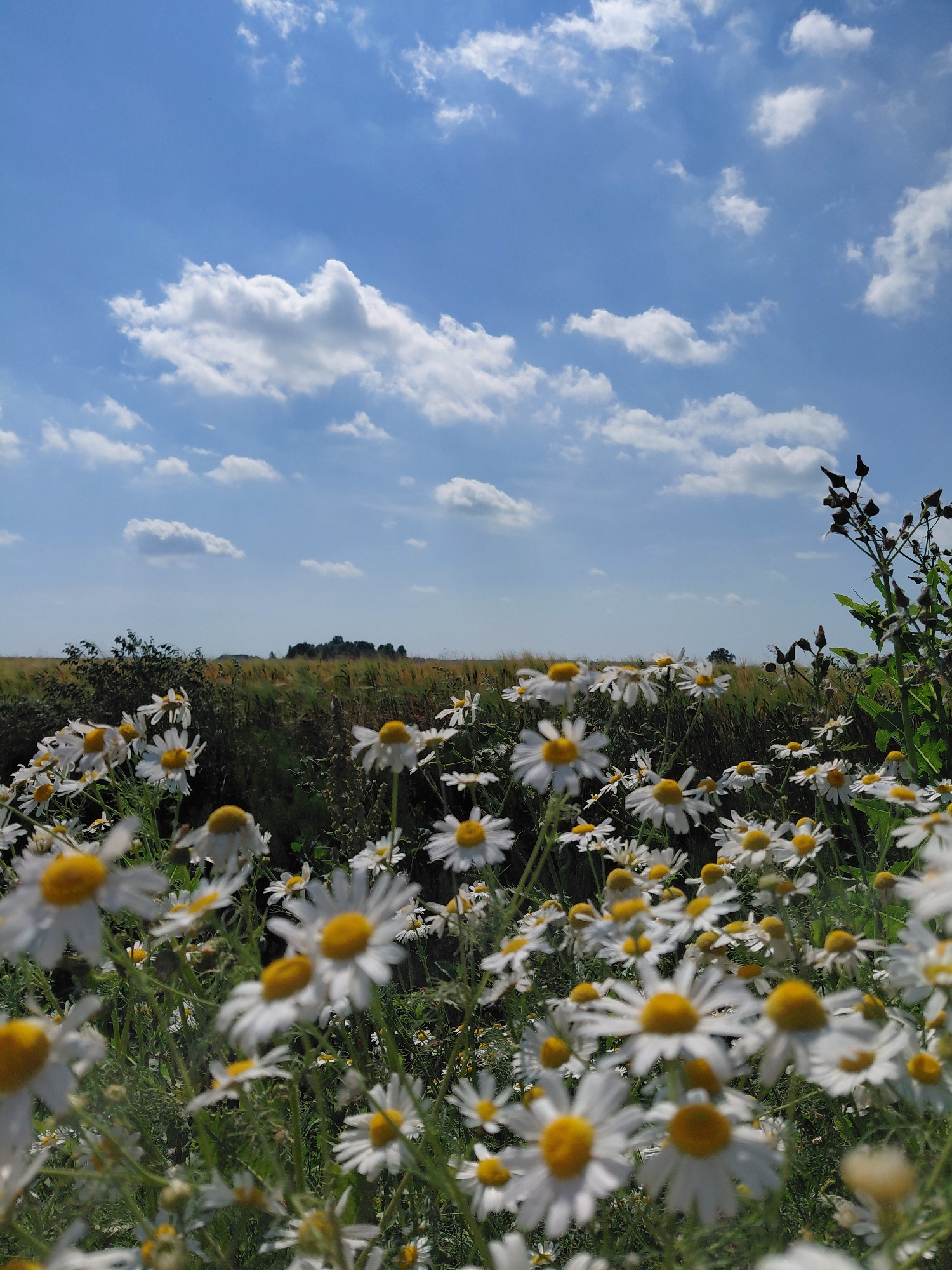 The image displays a field of daisies under a bright blue sky dotted with fluffy white clouds. The camera is positioned low, close to the flowers, with some in sharp focus and others blurred, creating a sense of depth. The daisies, with their white petals and yellow centers, dominate the right side of the frame. The left side of the image is occupied by the sky and a hint of greenery at the very top. In the background, a strip of green field and trees can be seen, suggesting a rural or natural setting. The lighting indicates it is daytime, likely morning or afternoon, with bright sunlight illuminating the scene. The overall mood is serene and idyllic. There is no visible text in the image. The location context is Novo-Biyskoye, Russia, which aligns with the pastoral scene.