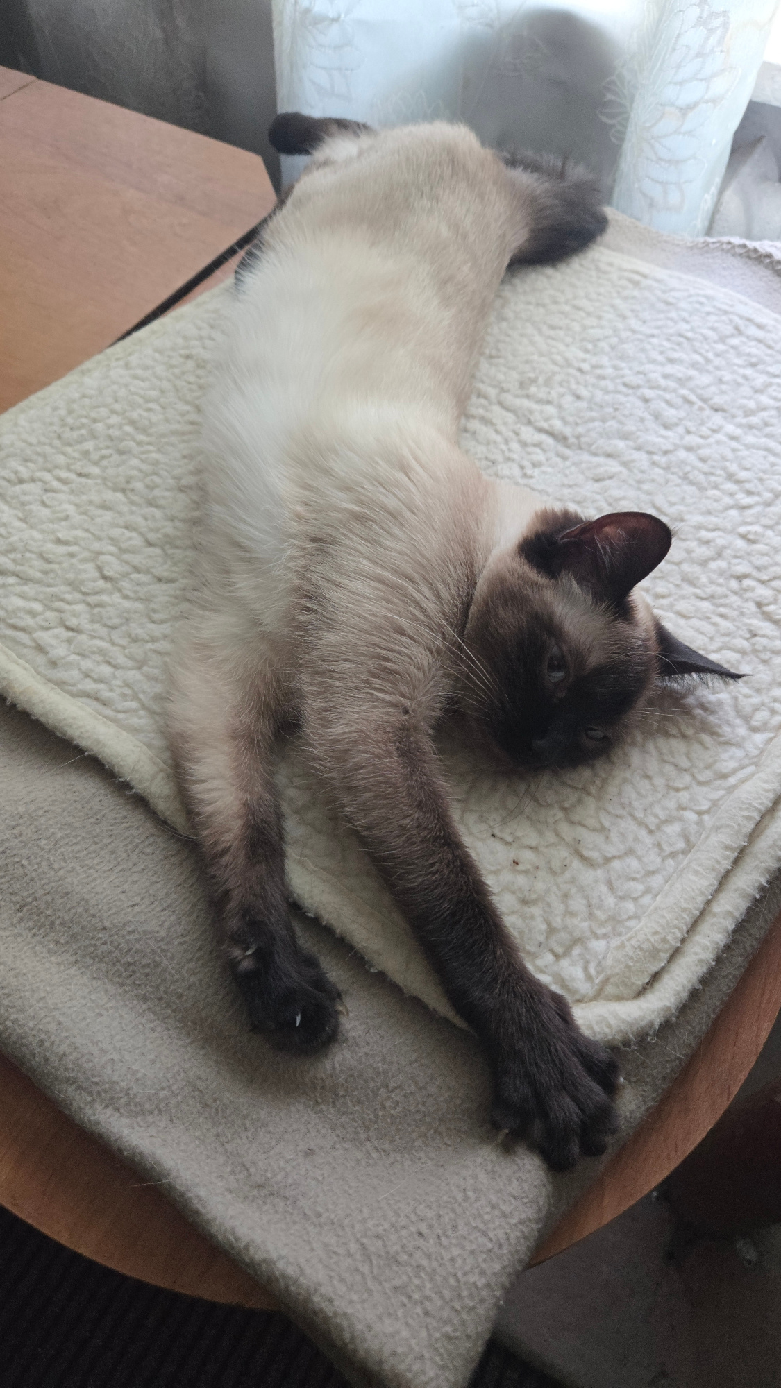 This image features a Siamese cat lying on a textured, cream-colored blanket. The cat's fur is a mix of light cream and darker brown, with characteristic Siamese points on its face, ears, and paws. It is stretched out, with its front legs extended forward and its hind legs bent. One front paw is reaching out, with its claws slightly extended, while the other is positioned more towards its body. The cat's head is turned to the side, and its gaze appears relaxed.
The setting appears to be indoors, with soft, natural light filtering in from the left side of the frame, suggesting daytime. A hint of sheer, patterned curtains can be seen in the background on the left. The blanket is draped over what seems to be a piece of furniture, possibly a chair or sofa, with a curved wooden edge visible at the top right of the frame. The overall mood is tranquil and domestic, capturing a moment of a cat at rest. No visible text is present in the image. The location context is Mahilyow, Belarus.