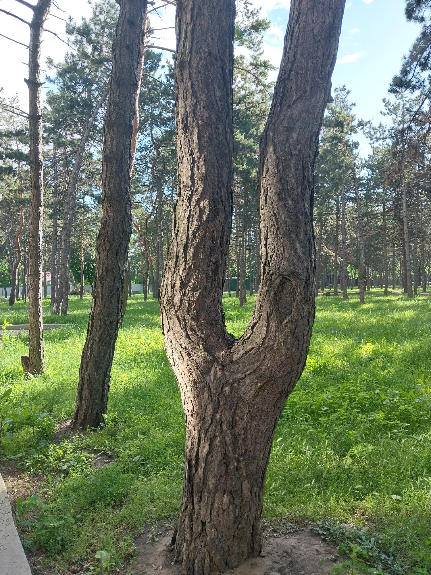 This is a full, eye-level, portrait-oriented, medium shot photograph of a cluster of pine trees in a park. The main subject is the split trunk of a large pine tree in the foreground, which branches into two distinct trunks that diverge upwards. The bark of this tree is rough, textured, and a dark brown color, with a notable knot or cavity visible on the right side of the split trunk. To the left of this central tree are two more pine trees with similarly textured bark, appearing slightly thinner and taller. The background is a densely wooded area with numerous pine trees, their trunks forming vertical lines in the distance. The ground is covered in lush, green grass and various small plants, illuminated by dappled sunlight, suggesting it is daytime. The sky is visible through the trees, a clear blue with scattered white clouds. The scene depicts a natural setting within an urban environment. Based on the vegetation and overall appearance, this park could be located in the city of Dnipro, Ukraine. There are no people or animals visible in the frame.