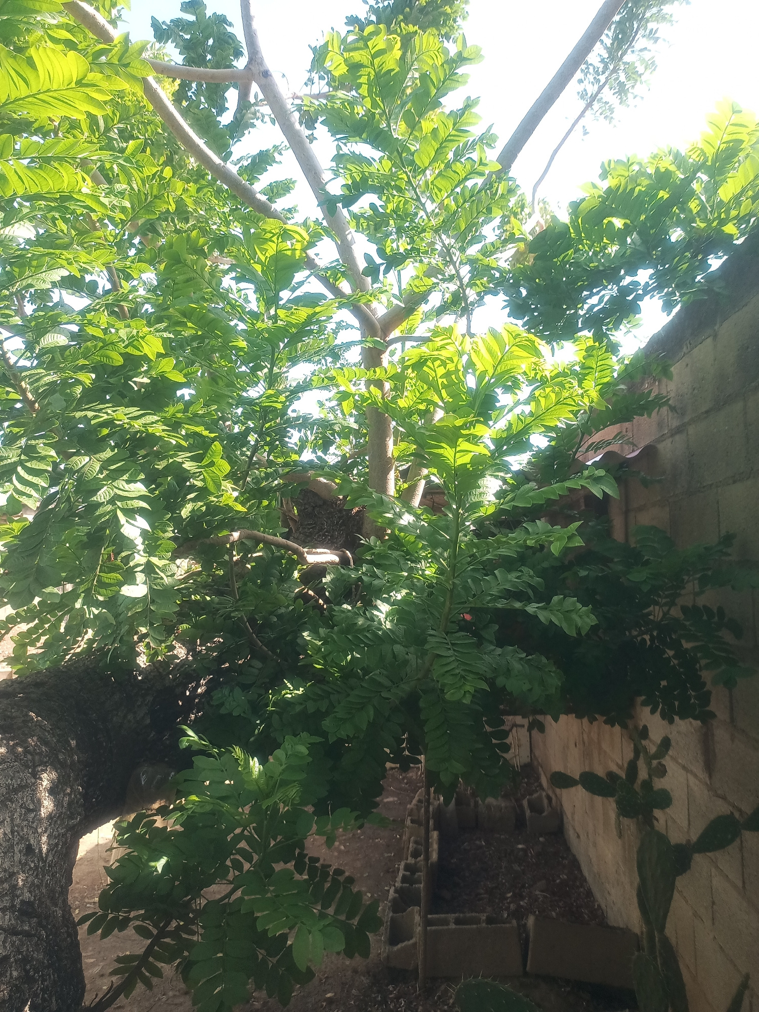 The image shows a tree with dense green foliage casting shadows. The tree's trunk is visible on the left, with rough bark. The background features a light-colored brick wall. In the lower right corner, a prickly pear cactus is visible against the wall. The scene appears to be an outdoor environment, possibly a backyard or garden, in Juan Griego, Venezuela. The lighting suggests it is daytime, with sunlight filtering through the leaves.