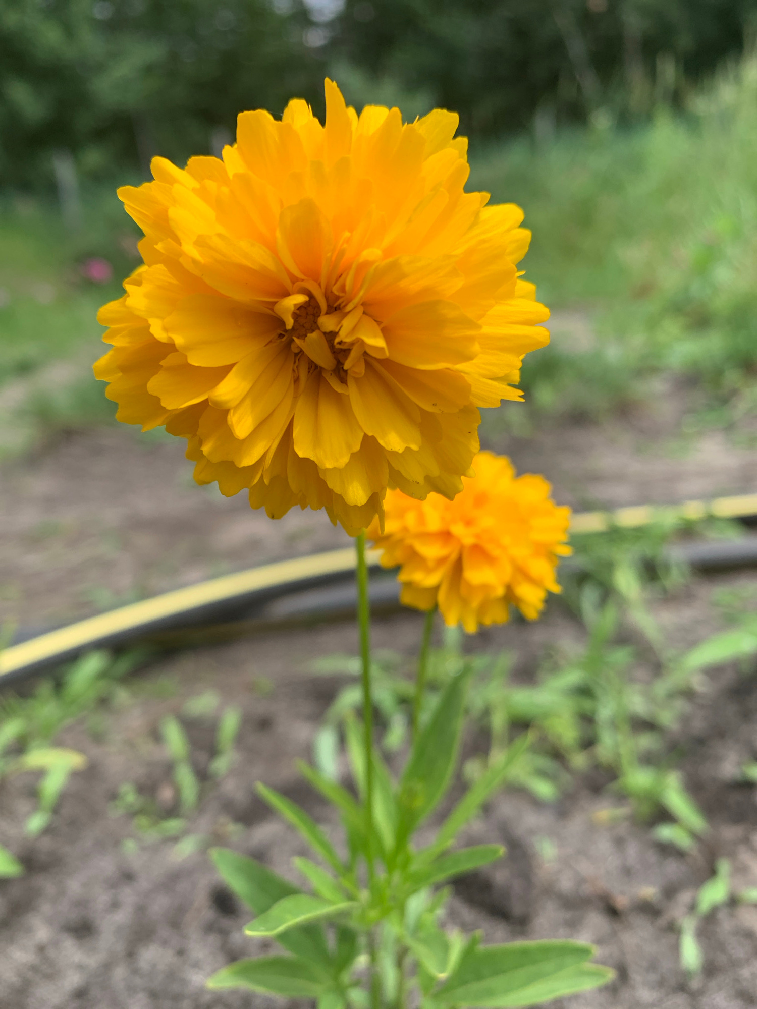 A close-up, vertical, medium shot captures two bright orange, fully bloomed calendula flowers in a garden setting. The foreground flower is sharp and in focus, showcasing its layered, dense petals and a hint of its center. The stem is thin and green, with a few leaves visible. Behind it, a second calendula flower is slightly out of focus, appearing as a softer, smaller orange orb. The ground beneath the flowers is dark soil with scattered green sprigs of grass. A yellow garden hose runs horizontally across the middle ground, partially blurred. In the background, out-of-focus greenery and trees suggest a natural outdoor environment. The lighting is natural and appears to be daylight. The scene is peaceful and depicts a garden in Kharkiv, Ukraine.