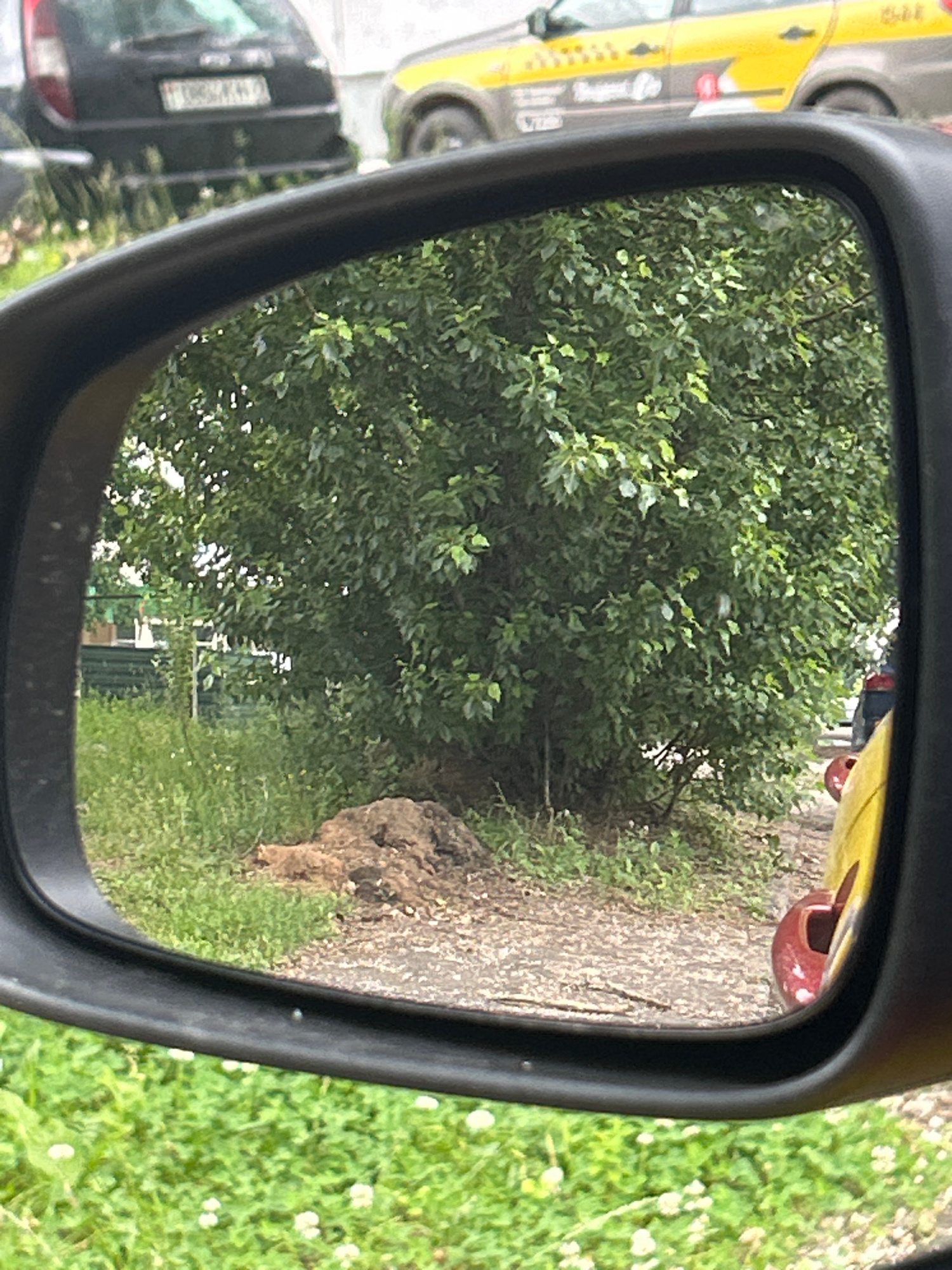 The image shows a reflection in a car's side-view mirror. The reflection reveals a dense green tree with a pile of dirt and leaves at its base. In the background, a yellow car with black and red markings is visible, along with a black car. The foreground of the image shows green grass with small white flowers. The scene appears to be a street in Vitsebsk, Belarus, possibly in a residential area or a parking lot. The lighting suggests it is daytime.