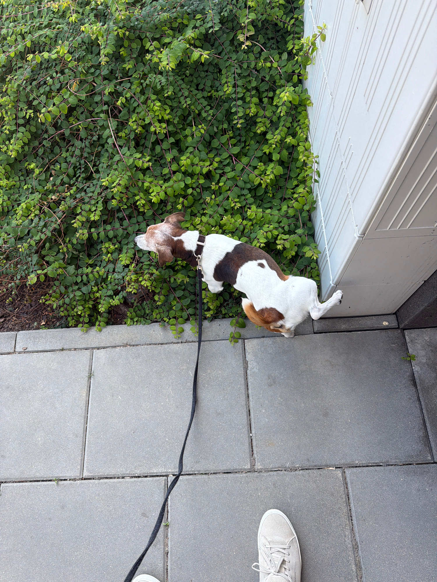 An overhead shot captures a tri-colored dog, predominantly white with brown patches, on a leash. The dog is positioned on a gray tiled walkway adjacent to a dense green hedge and a white, corrugated wall. The dog is actively engaged with the hedge, appearing to sniff or interact with it. A black leash extends from the dog's collar, trailing across the tiles. In the lower portion of the frame, a pair of light-colored sneakers is visible, suggesting the perspective of the person holding the leash. The scene is an outdoor environment, likely a residential or urban area, characterized by the juxtaposition of natural elements (hedge) and constructed surfaces (tiles, wall).