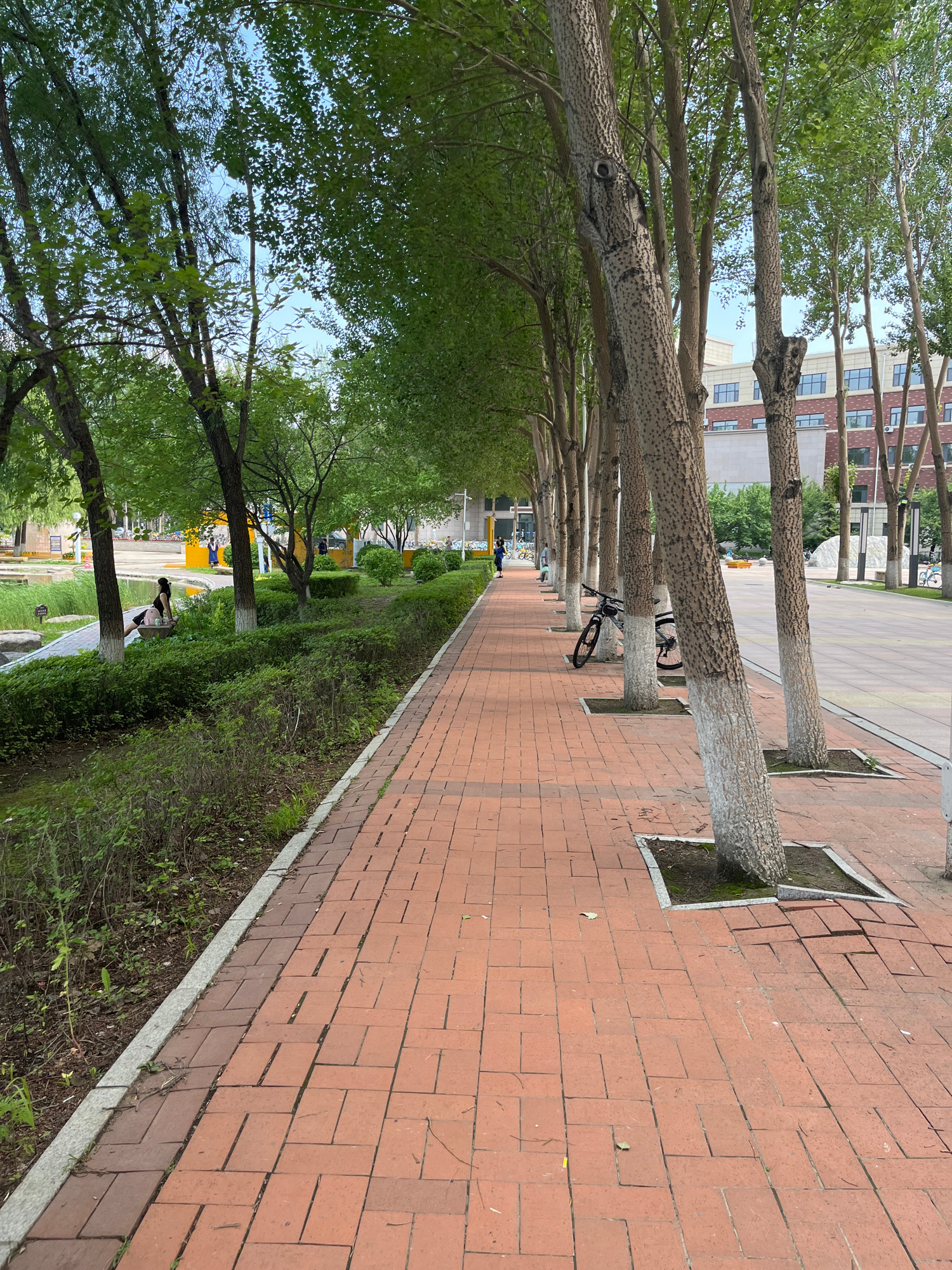 A sidewalk lined with mature trees with whitewashed trunks is bordered by a landscaped area on the left and a road on the right. The sidewalk is paved with red brick in a basketweave pattern. In the landscaped area, there is a person sitting on a bench next to a body of water and surrounded by dense green bushes and grass. Further down the sidewalk, a bicycle is parked against one of the trees. In the background, a multi-story brick building with numerous windows is visible. The sky is bright and appears to be partially cloudy. This scene is consistent with an outdoor campus or park environment, potentially located within Changchun City, China.
