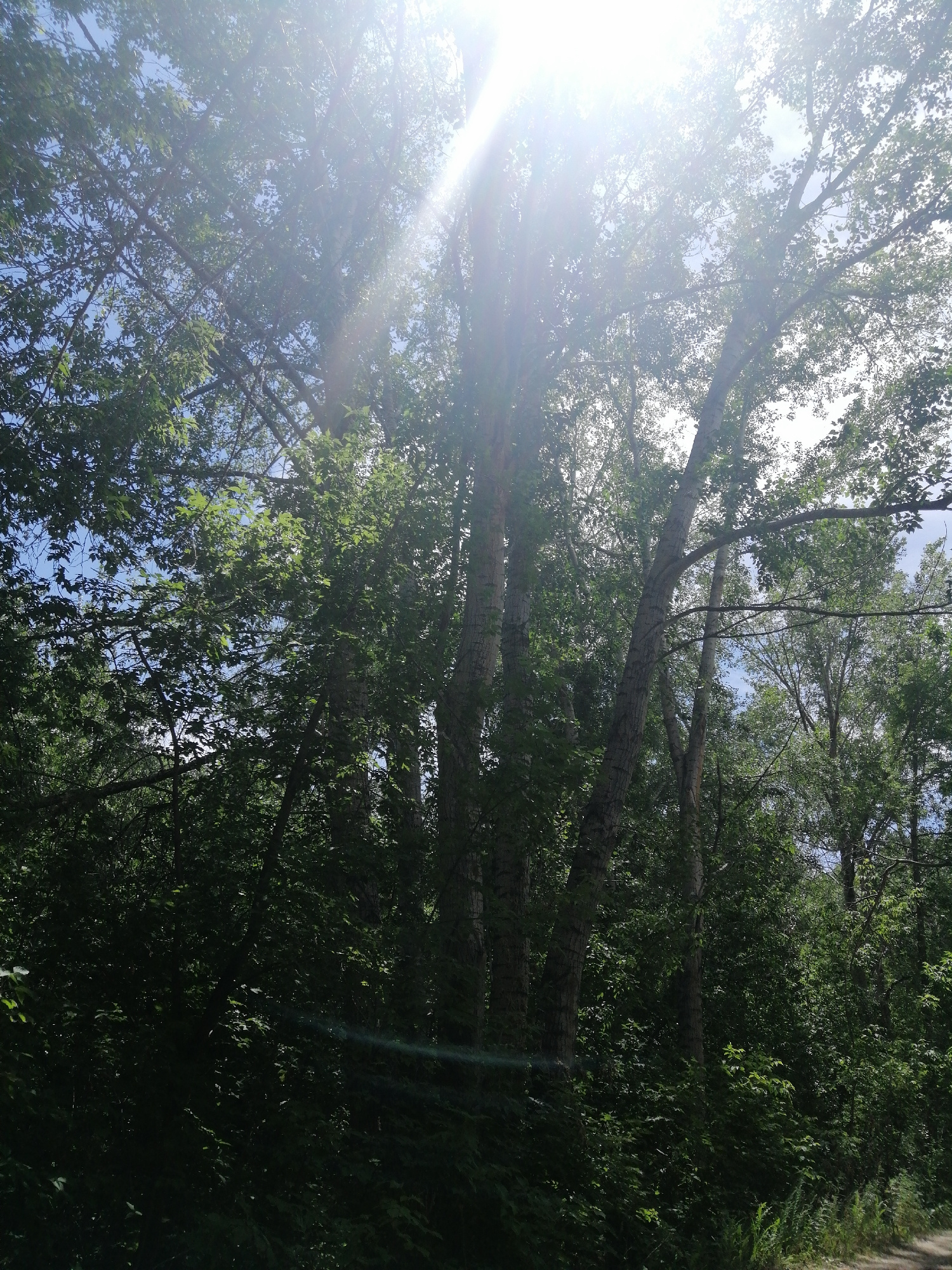 The image depicts a dense forest with tall trees, predominantly deciduous, as indicated by their broad green leaves. The sunlight is strong and glares through the upper canopy, creating bright rays and dappled light on the foliage. Several tree trunks are visible, with lighter bark, suggesting they may be aspens or birches. The undergrowth is thick with smaller trees and shrubs, forming a dark, verdant layer at the bottom of the frame. A dirt path is faintly visible on the lower right, suggesting a natural area or park. The sky is visible in patches between the leaves, appearing blue with some lighter areas. The overall impression is of a sunlit forest interior. The image is not specific to Pavlodar, Kazakhstan and does not contain any identifiable landmarks or features that would place it in that specific city.