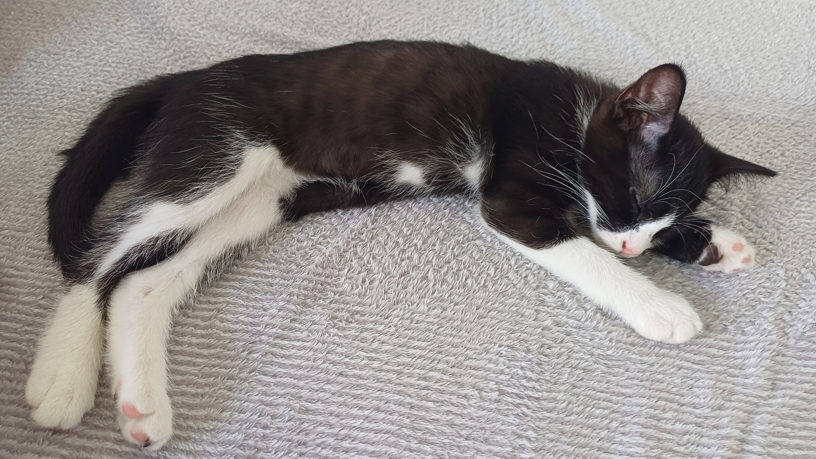 A black and white kitten is sleeping on a grey textured blanket. The kitten is curled on its side with its head resting on its paws. The kitten's eyes are closed, and its nose is pink. Its fur is short and sleek, with white markings on its chest, belly, and paws. The blanket appears to be a soft, fuzzy material. The image is taken from a slightly elevated angle, looking down at the sleeping kitten. There are no other objects or people visible in the frame. The scene suggests a peaceful and domestic setting.