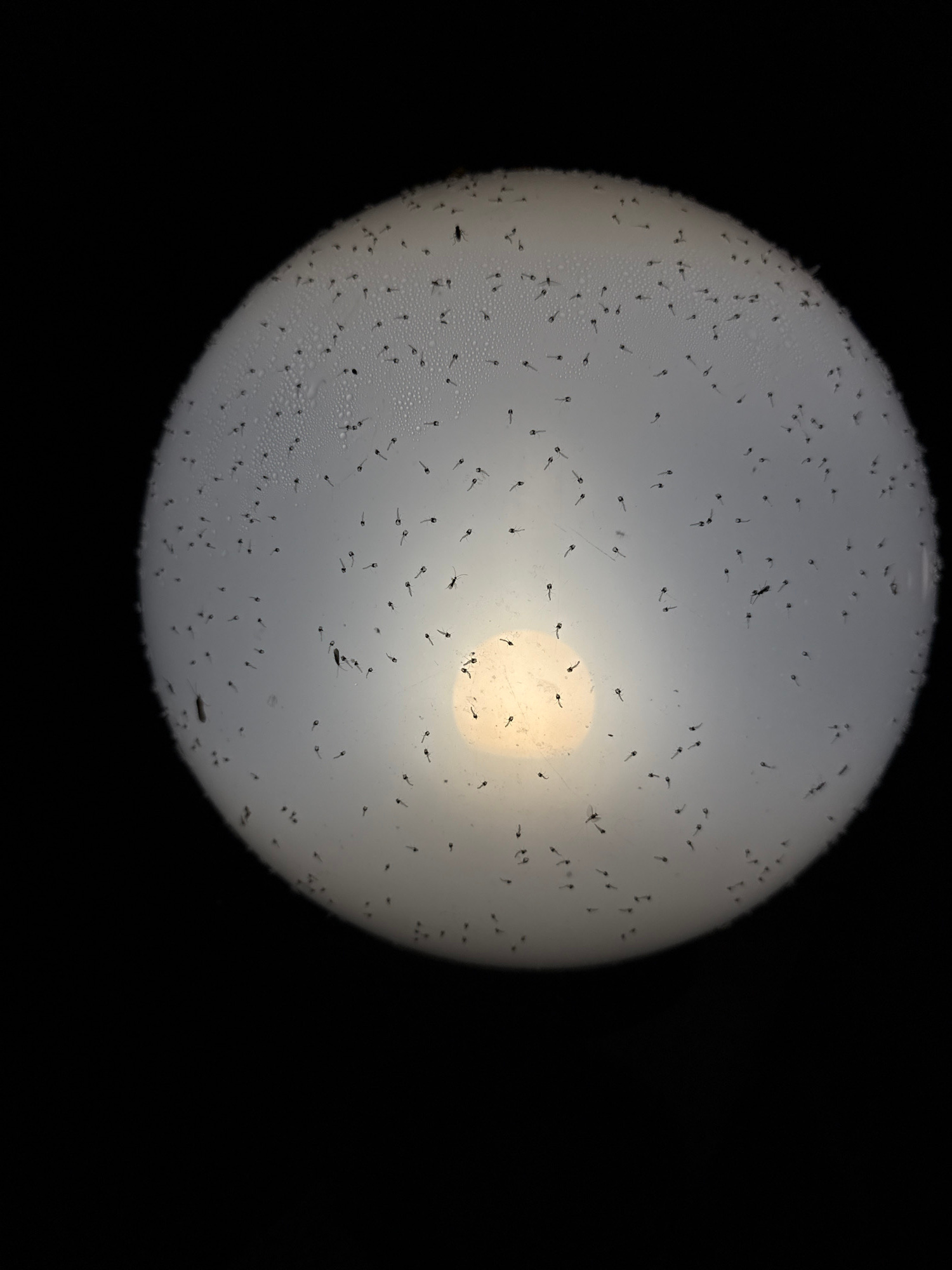 The image shows a microscopic view of many tiny, dark, tadpole-shaped organisms swimming in a fluid. These organisms have small heads and comma-shaped bodies with a discernible tail. They are scattered across a circular, translucent surface, illuminated from behind by a bright, yellowish light source at the center. The surface appears to have small water droplets or bubbles on it, particularly in the upper left portion. The background is entirely black. There are no identifiable landmarks or objects that would suggest a specific location within the city of Zolotoi Plyazh, Russia. The scene depicts a biological specimen under magnification.