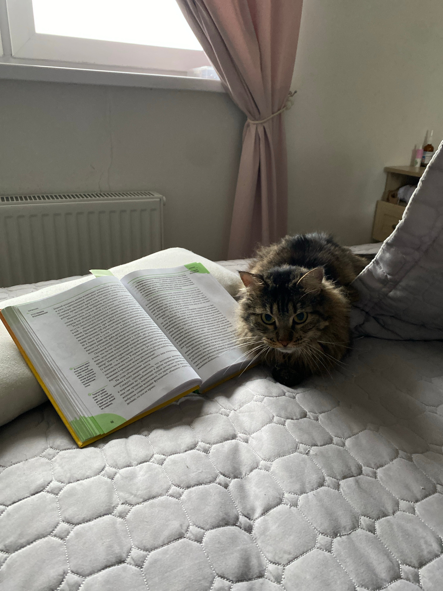 The image shows a domestic cat lying on a quilted bedspread next to an open book. The cat is a medium-haired tabby with green eyes and is looking towards the camera. The book is open to a page with Russian text and appears to be a textbook or reference material. In the background, a radiator and a window with a pink curtain are visible. The overall scene suggests a cozy indoor environment, likely a bedroom. There is no discernible information in the image that would place the scene in Yekaterinburg, Russia, or any other specific city.